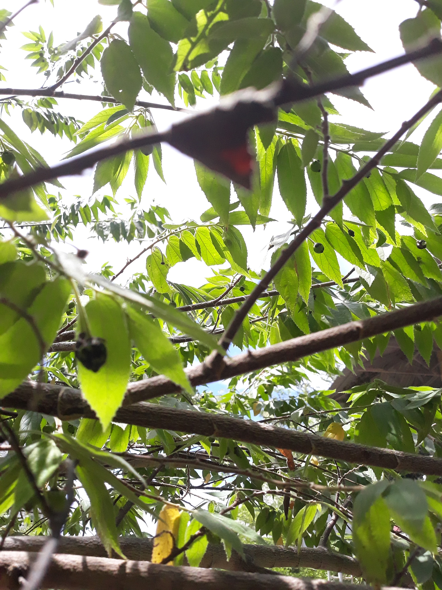 Tragedi Tsunami Aceh: Rekaman Peristiwa Menghancurkan 26 Desember 2004