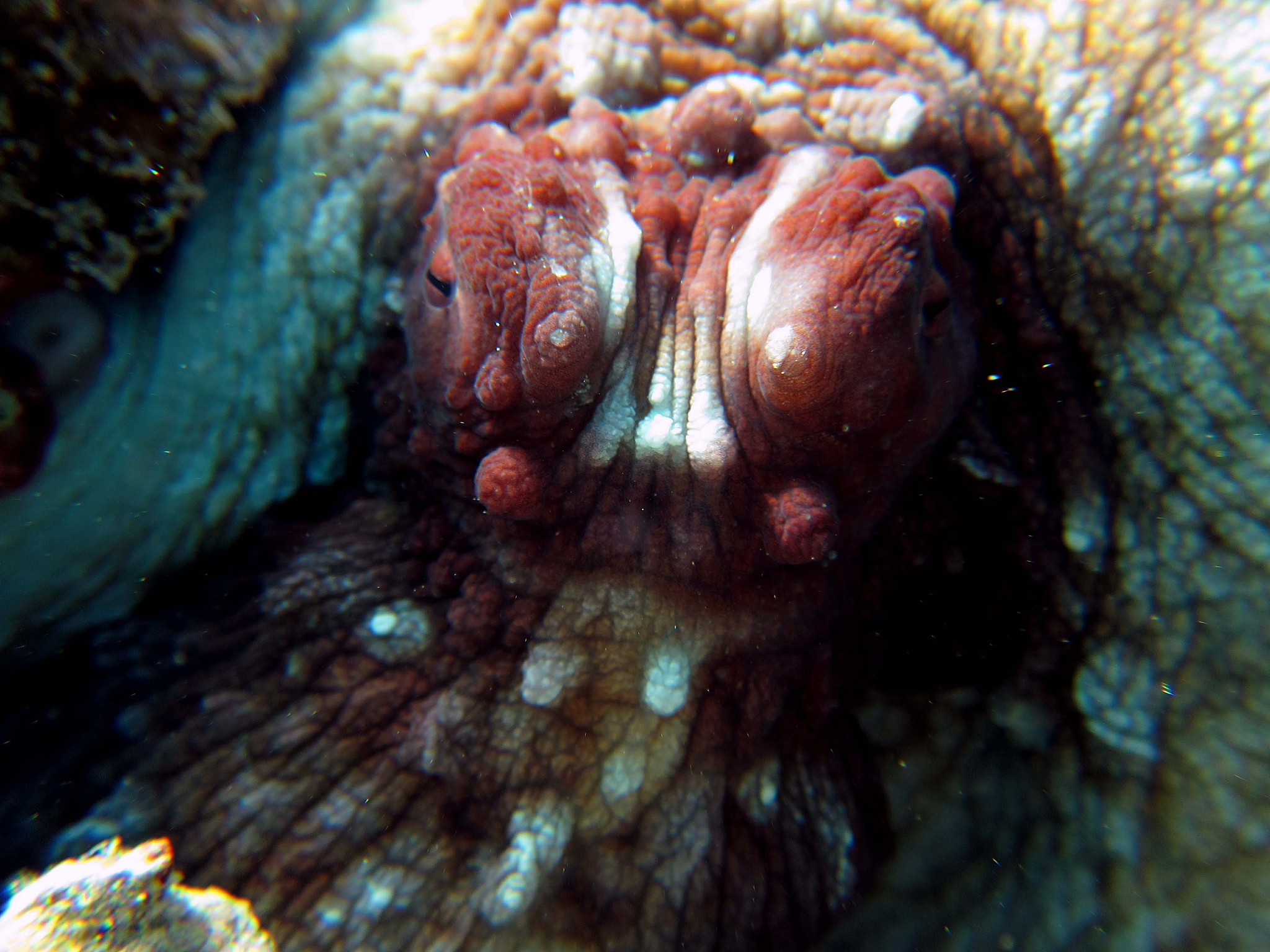 octopus head