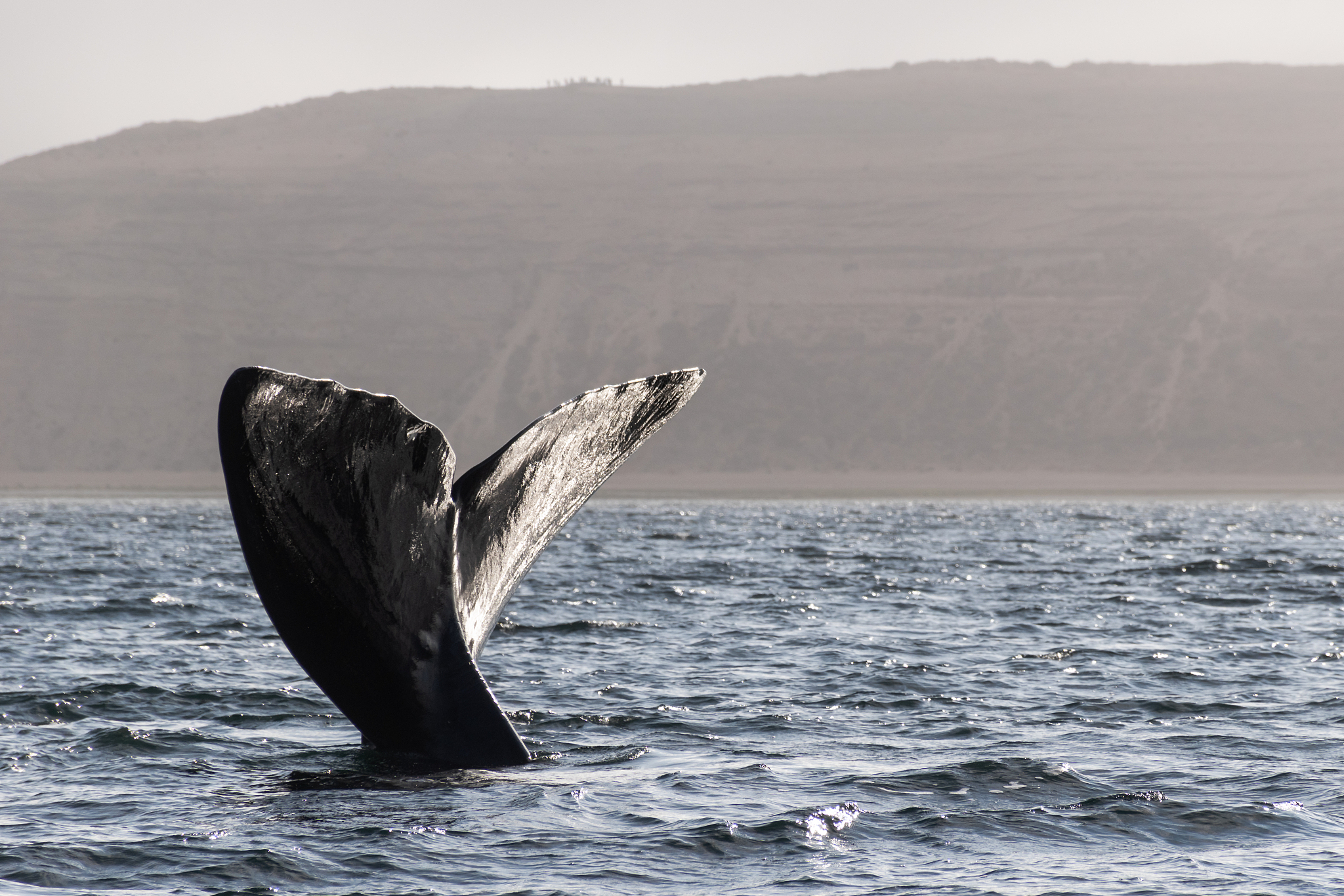 渤海船舶职业学院的船舶工程技术专业就业前景