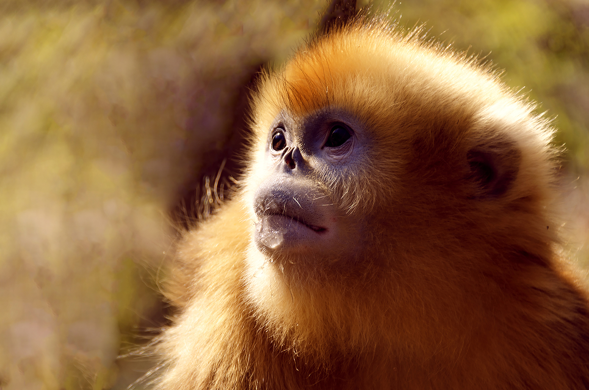 中国国家二级保护动物有哪些