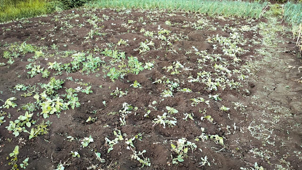 土豆长出芽还可以吃吗，