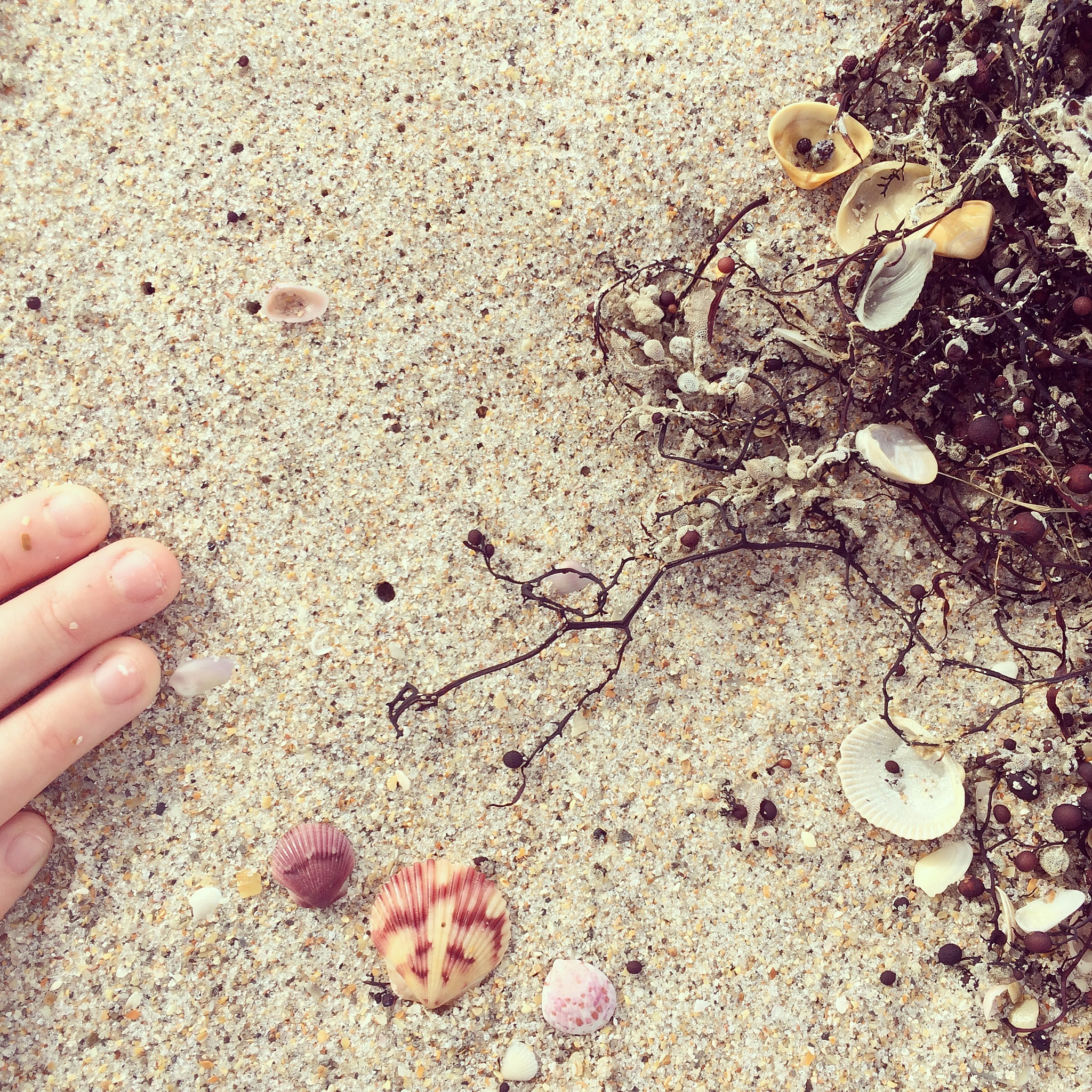 beach discoveries