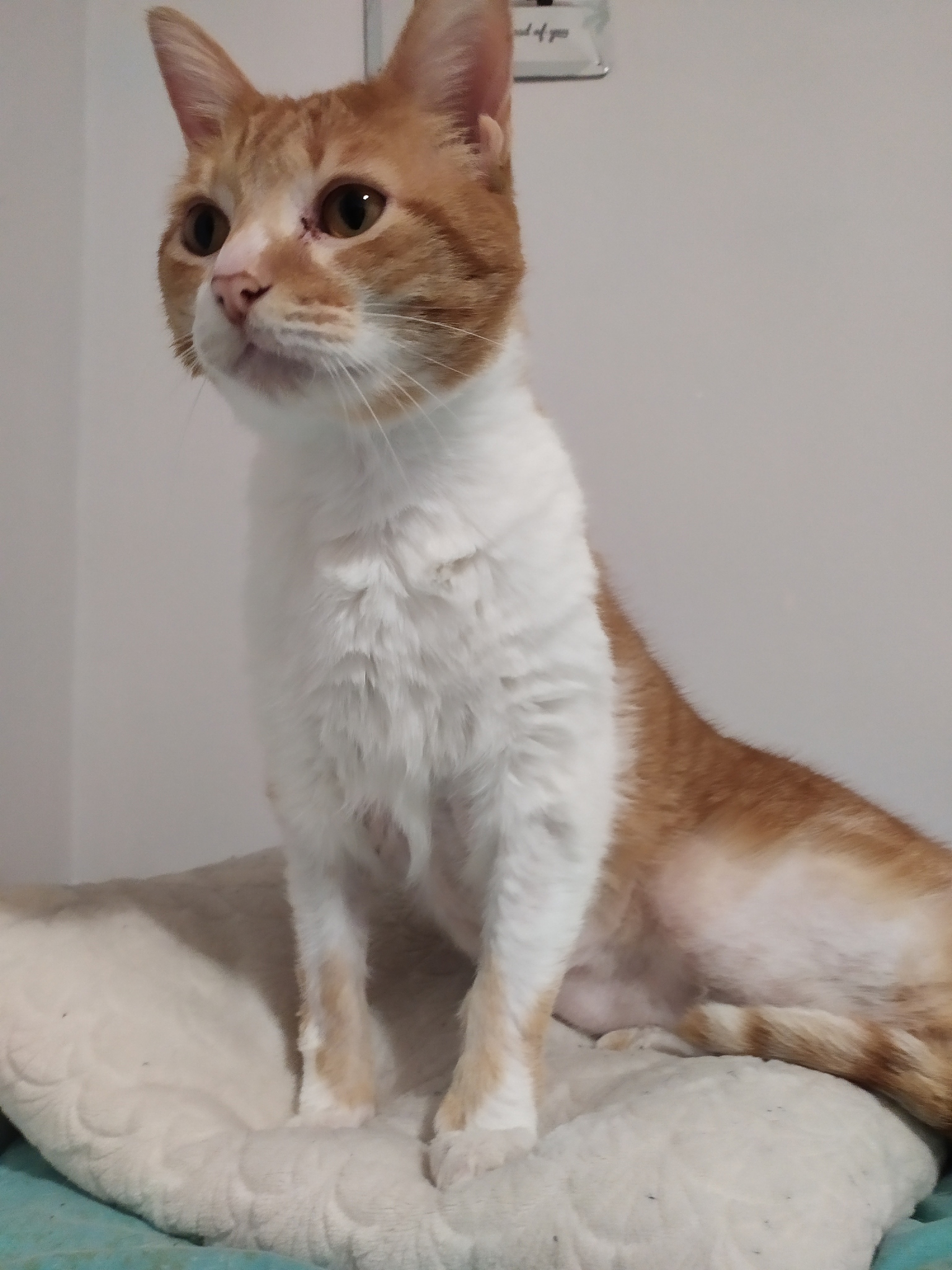 Orange Cat: All About This Popular Feline Breed
