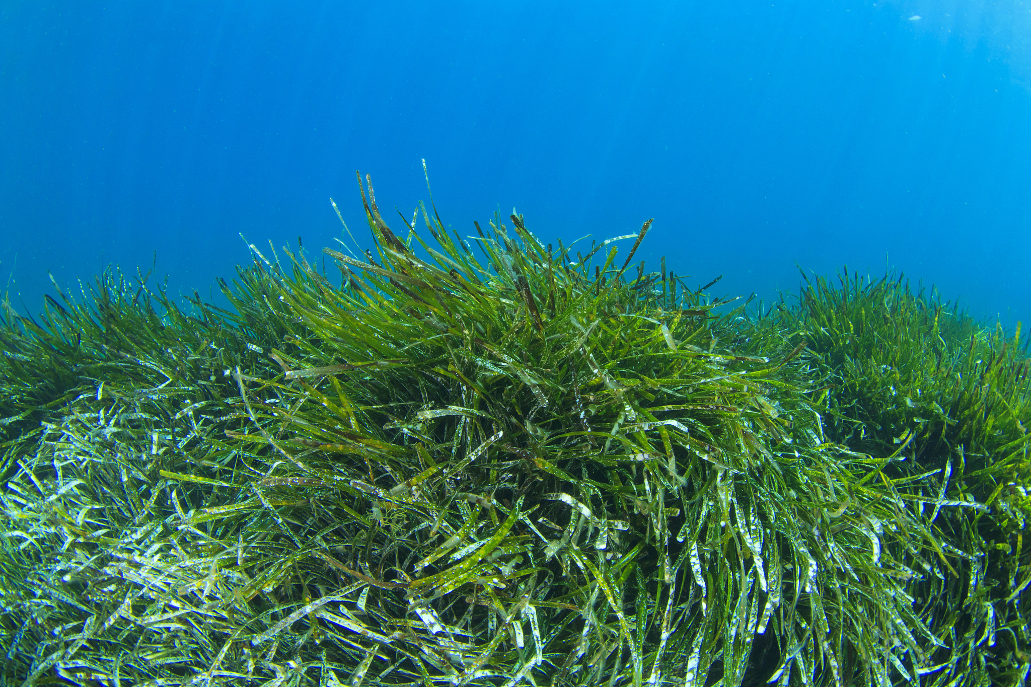 underwater seaweed