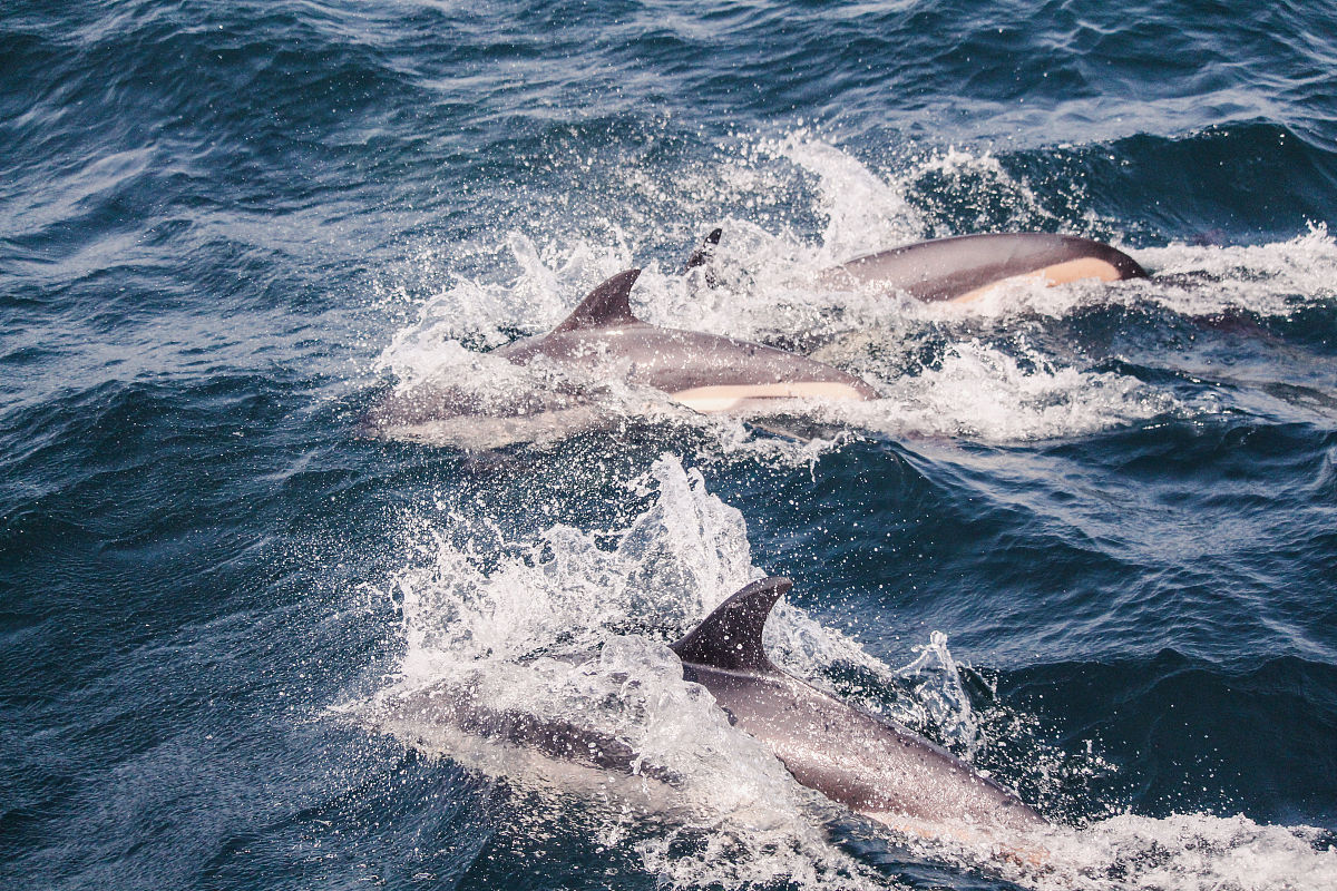 Python 获取 QQ 吉他群信息