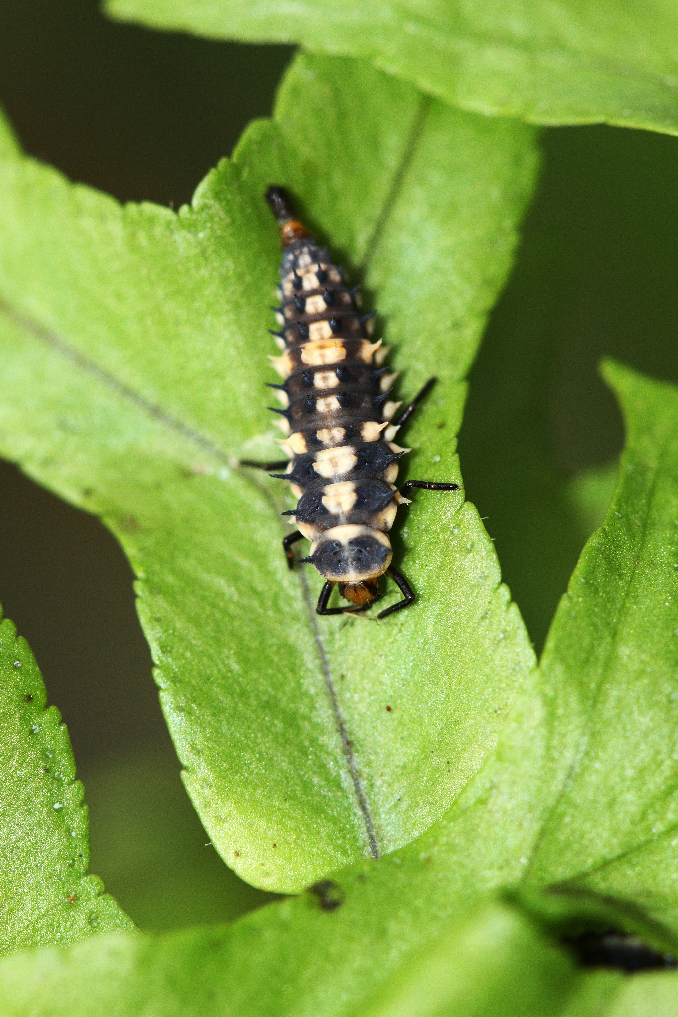 全面战争模拟器手游 - 最新更新日志及版本内容