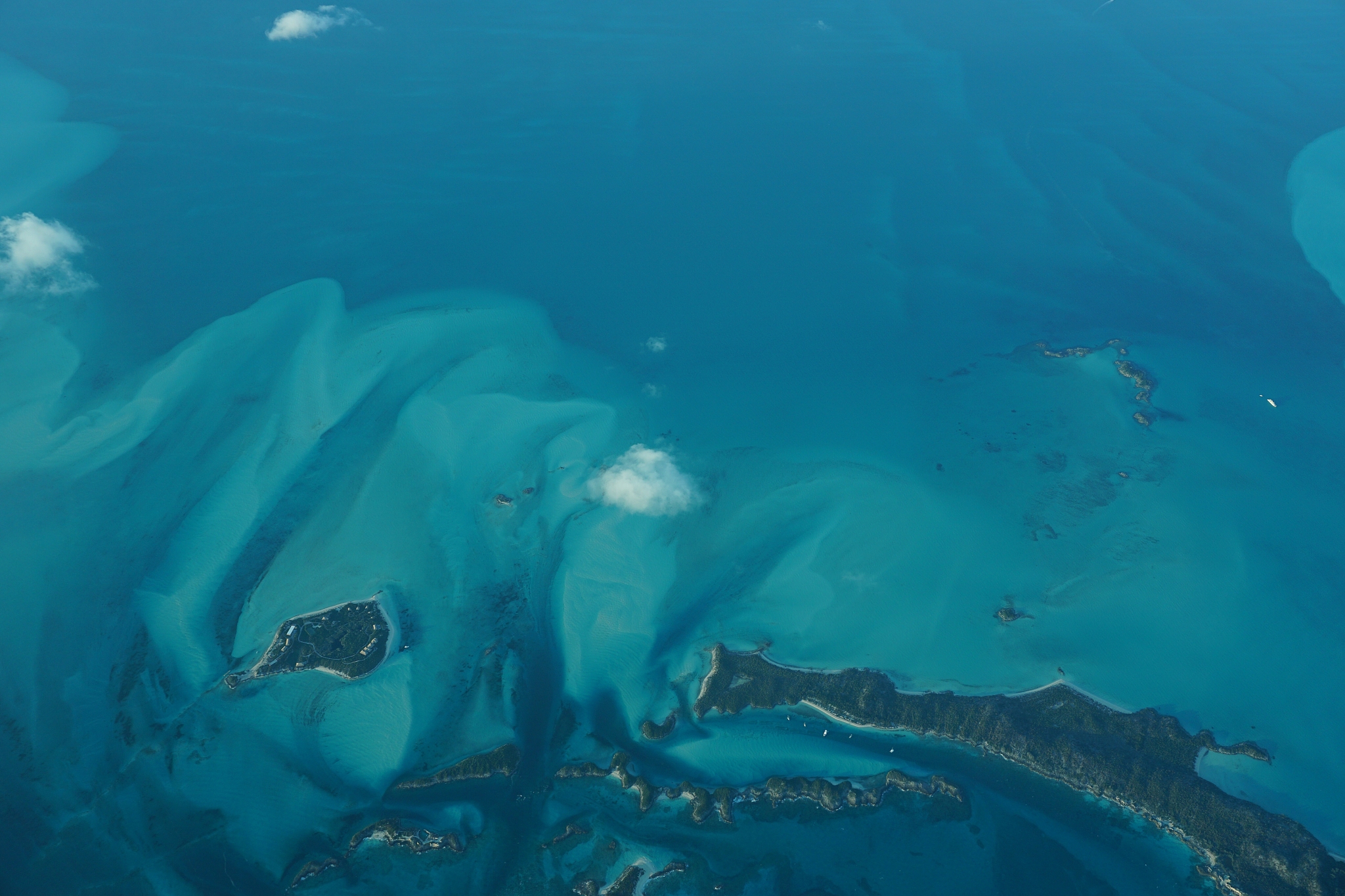 high angle view of fish swimming in sea