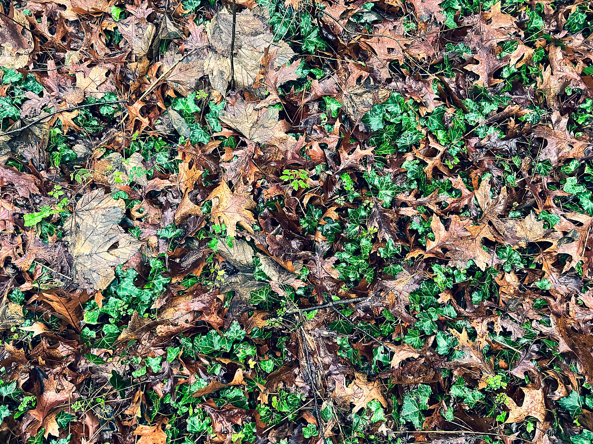 加拿大土壤科学期刊 (CJSS) - 研究范围 - 土壤特性、形成、生物学、肥力、污染和环境