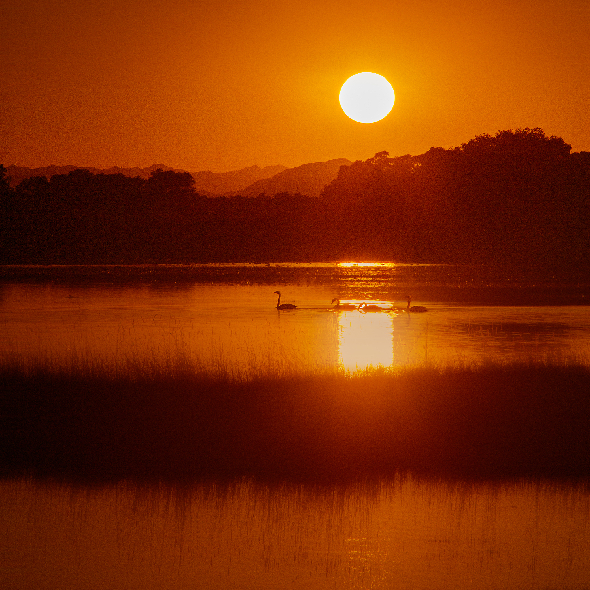 救救白天鹅：全新手游版本更新，开启奇幻冒险之旅！