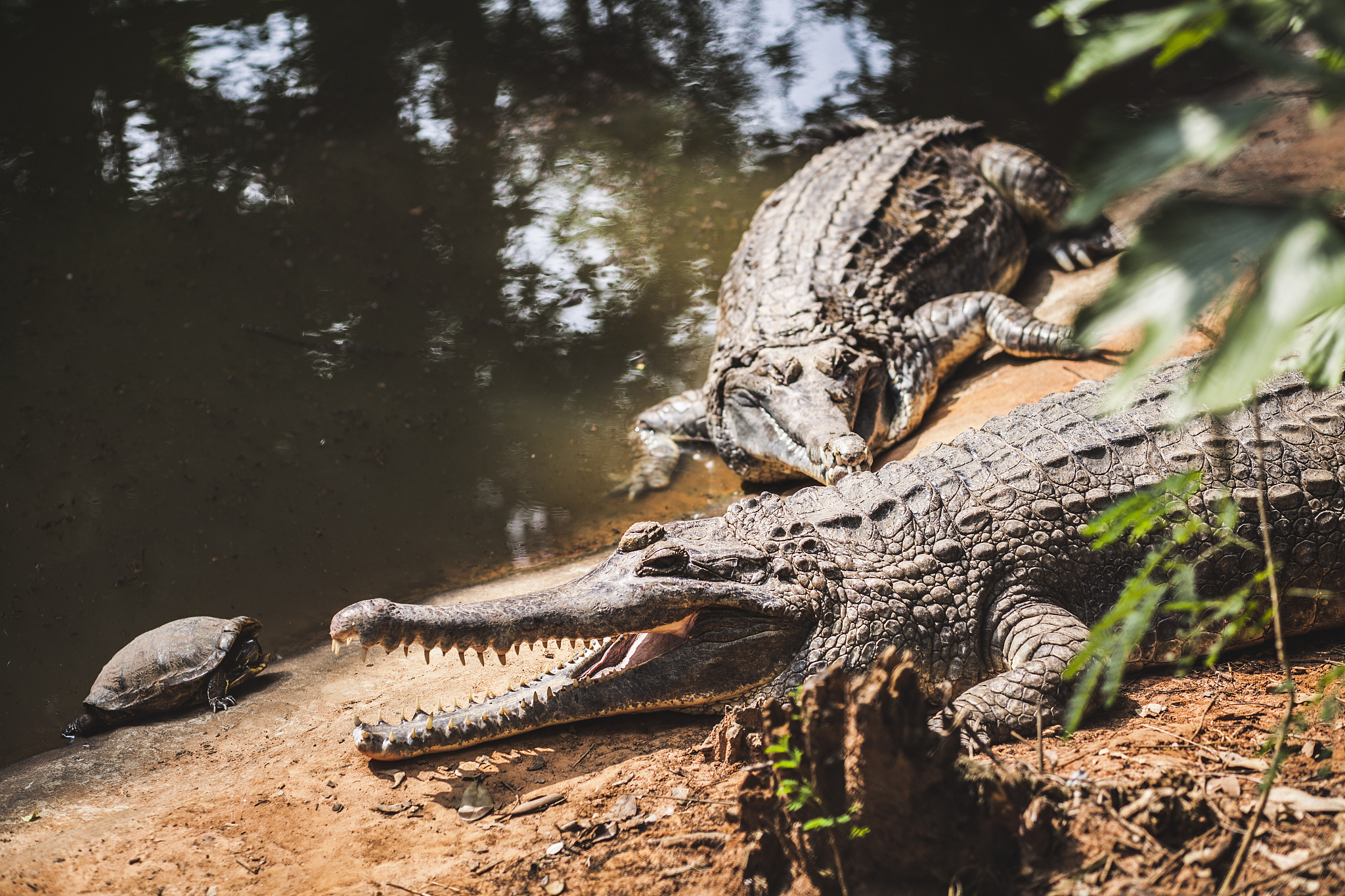 crocodile