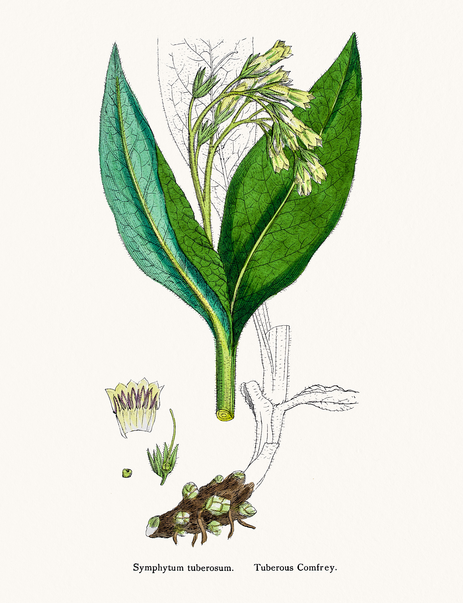 PLANT SCIENCE期刊研究内容详细介绍？