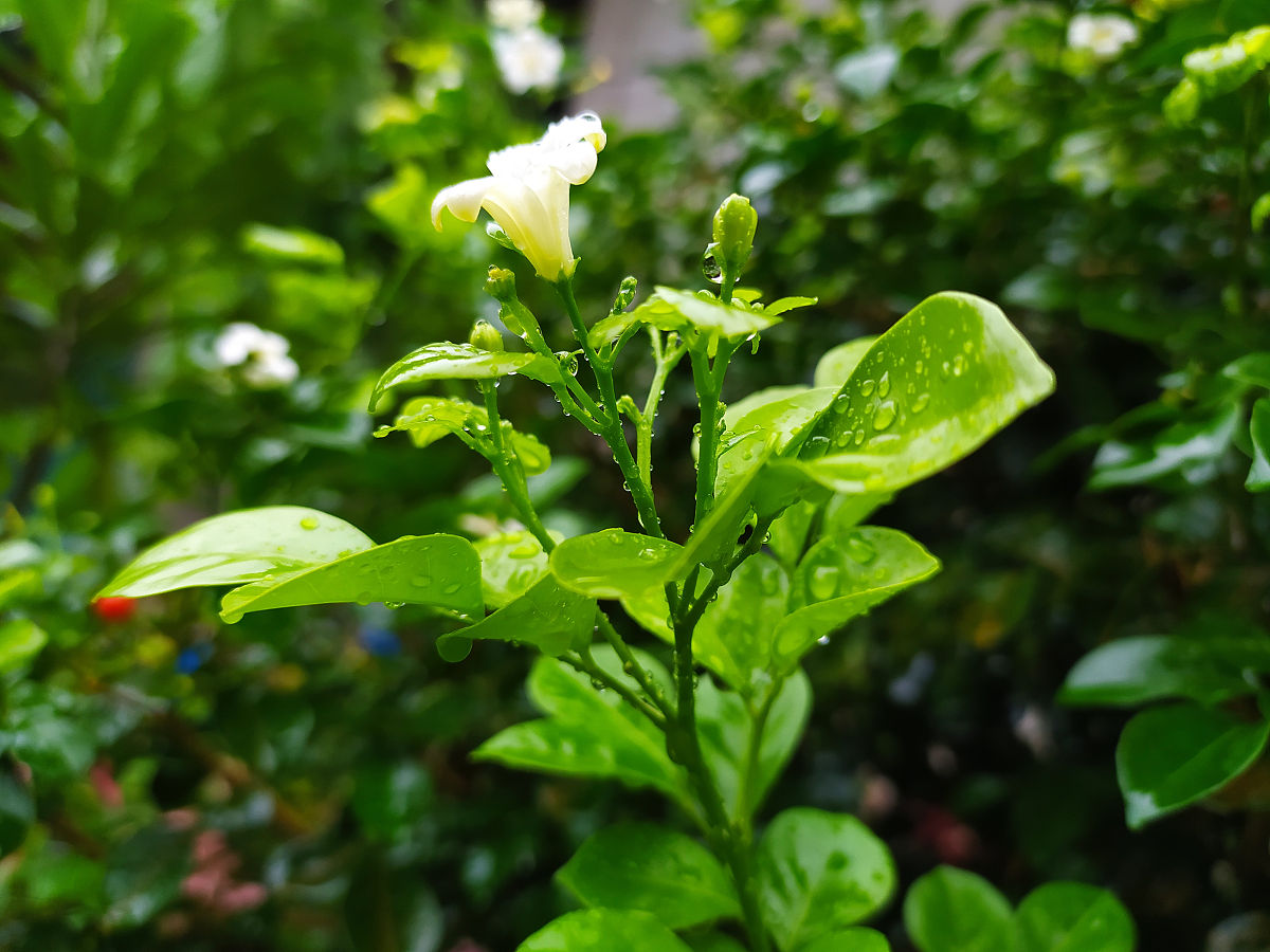印度茉莉花种植规模回答+拓展