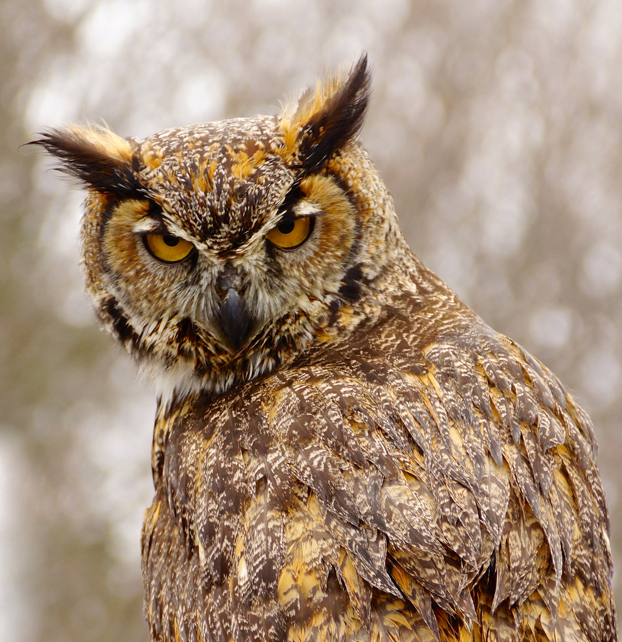 下属于猫头鹰型人性格特点的是