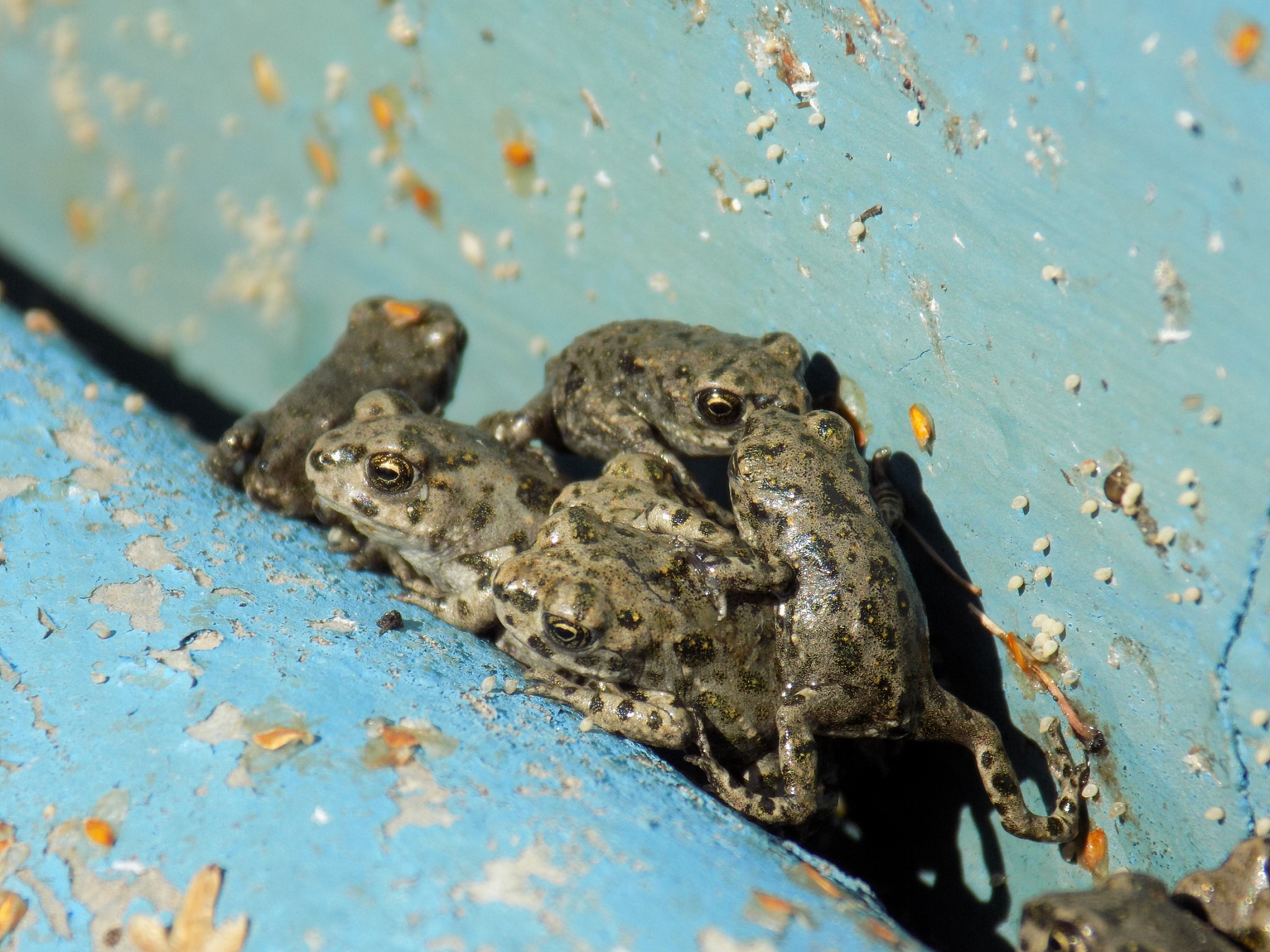 南美角蛙喂食指南：频率、食量和食物选择