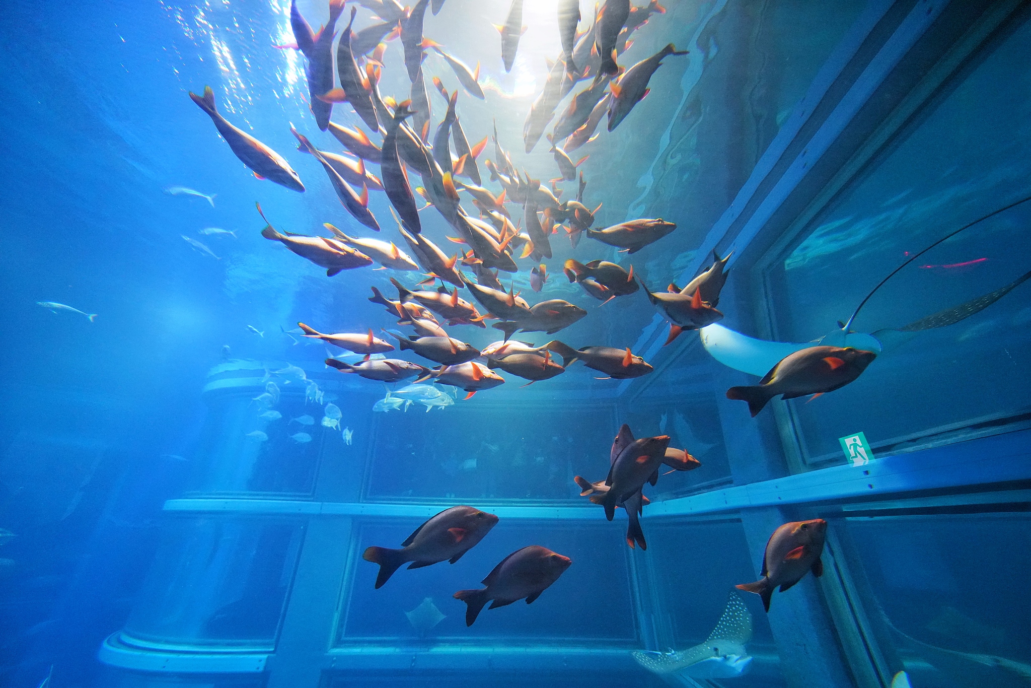 fish group