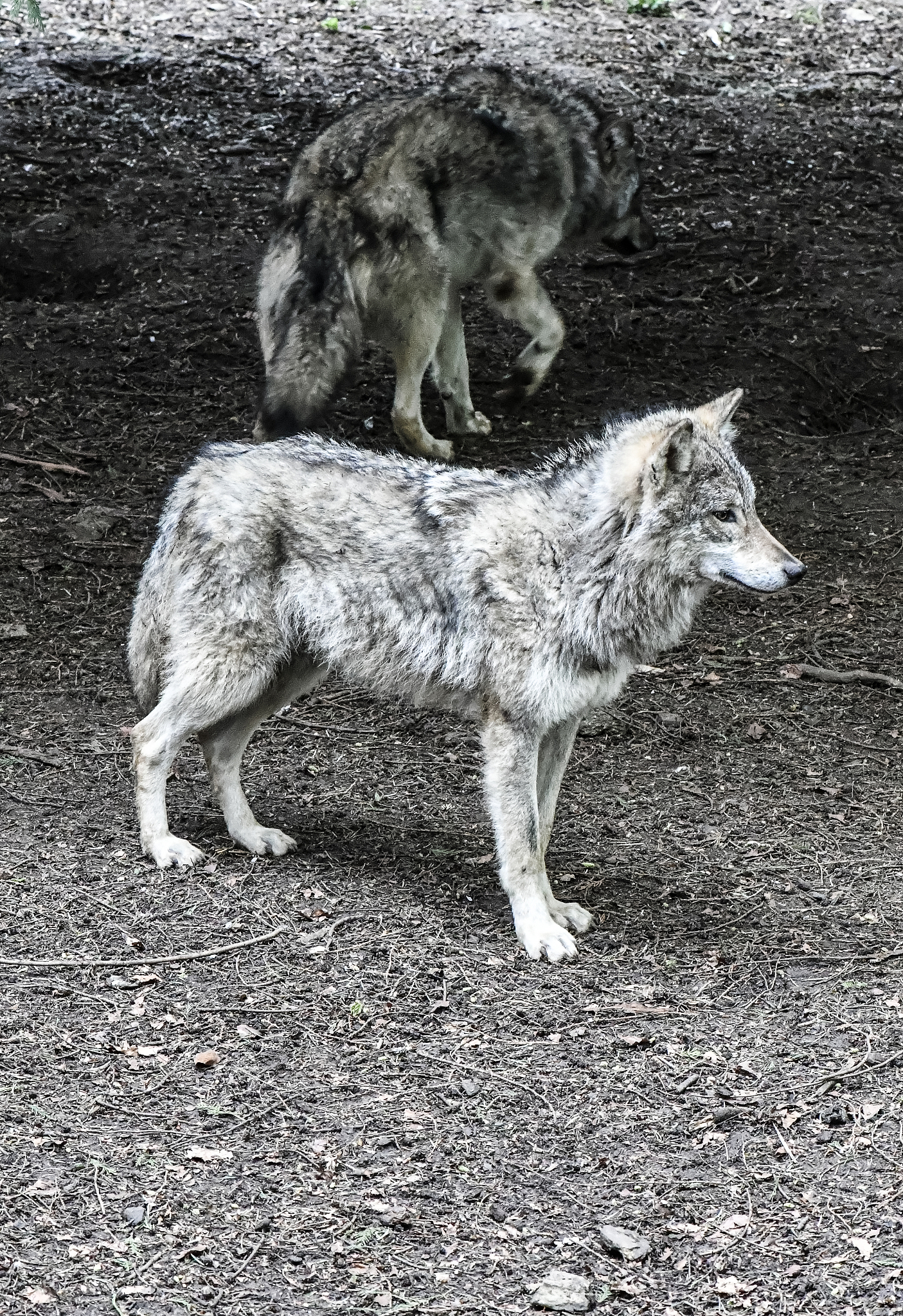 狼群雅称：三个字的诗意描绘