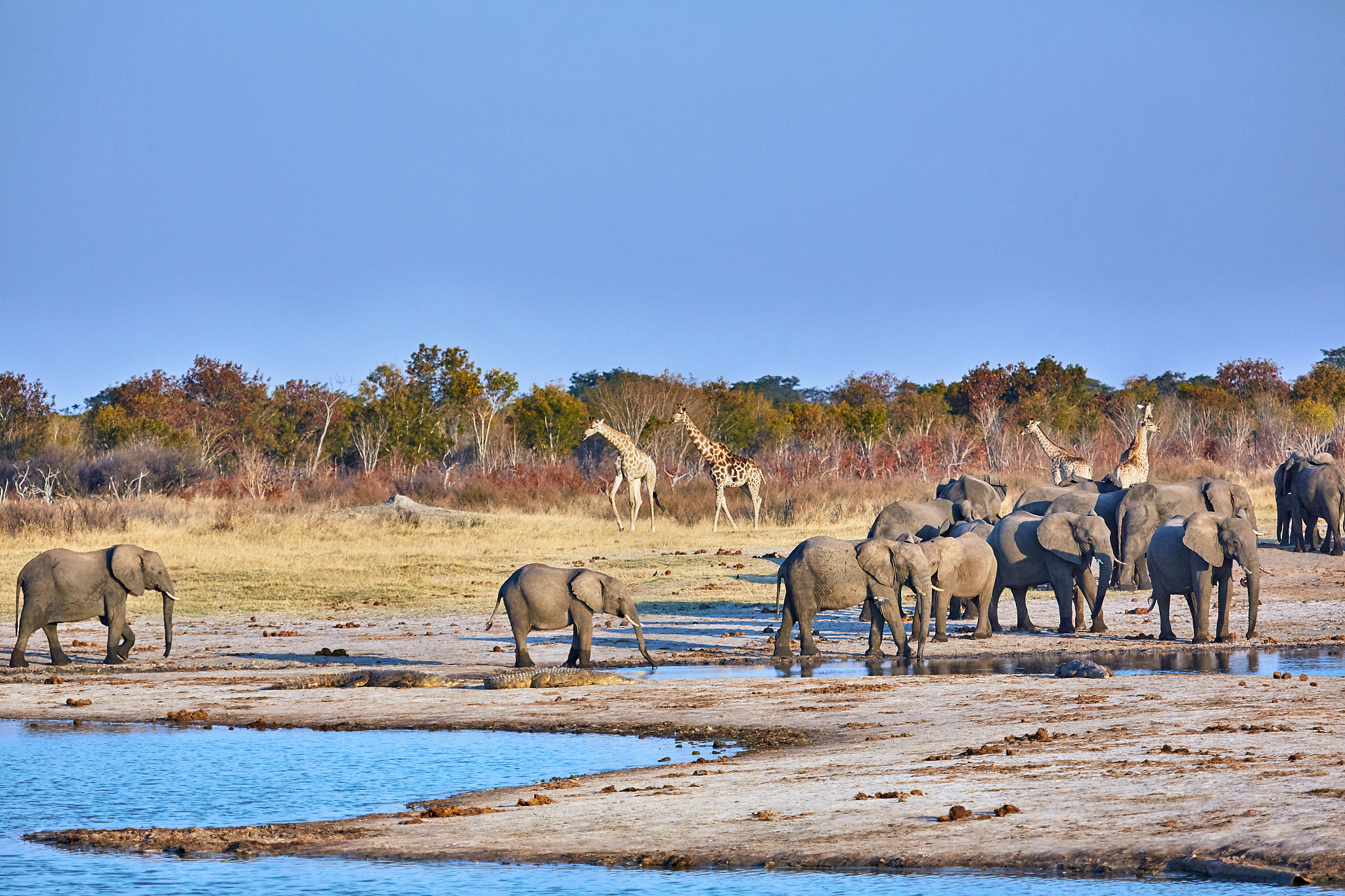 elephants drinking at waterhole