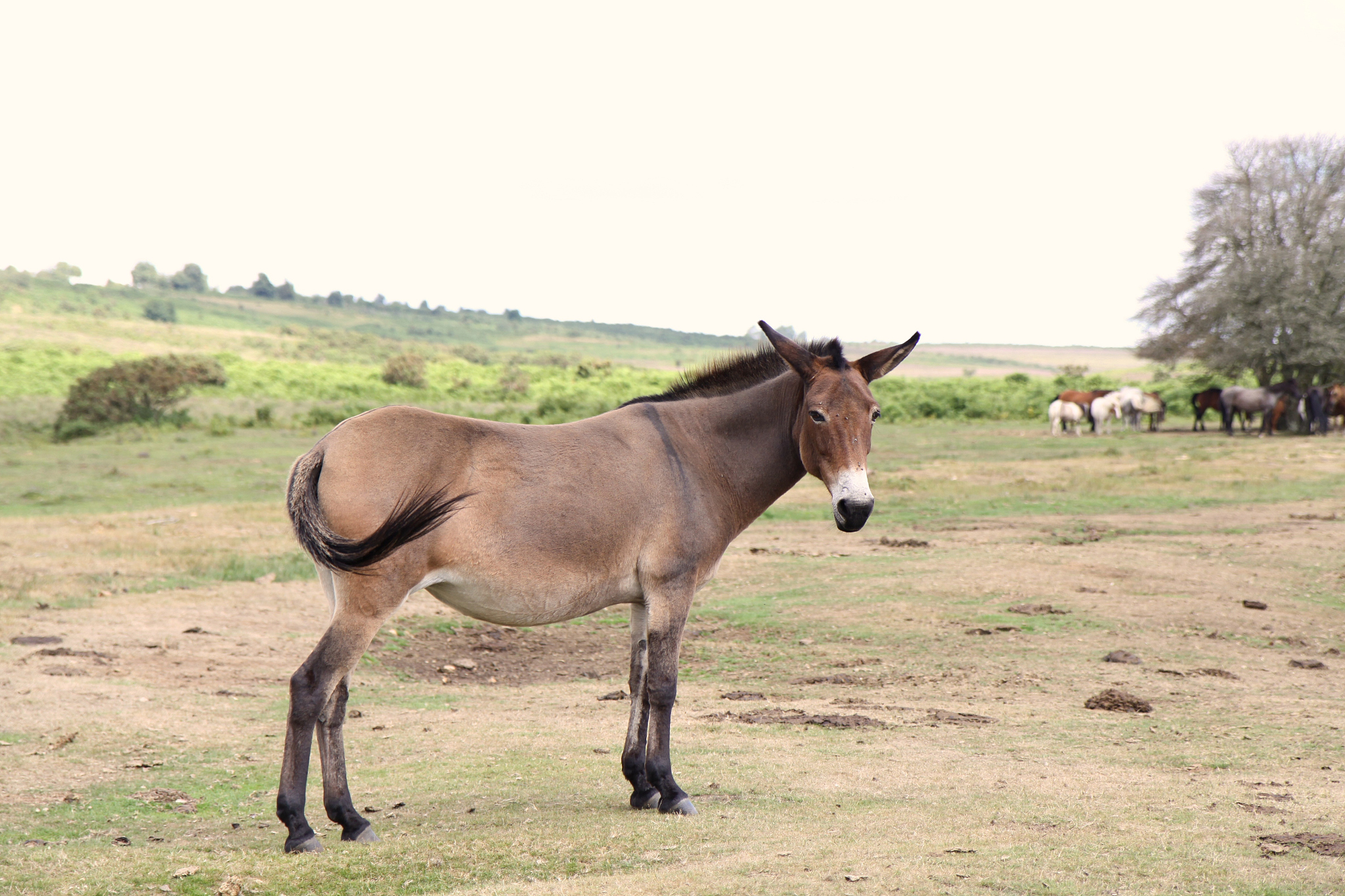 new forest wild mule standing