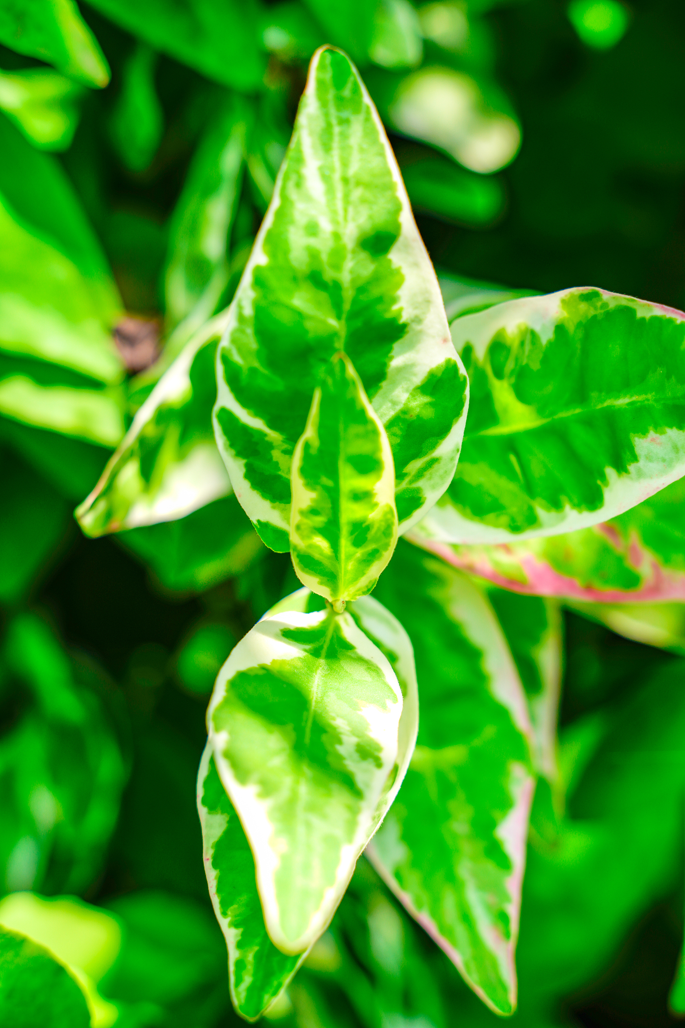 green color leaf on tree branch