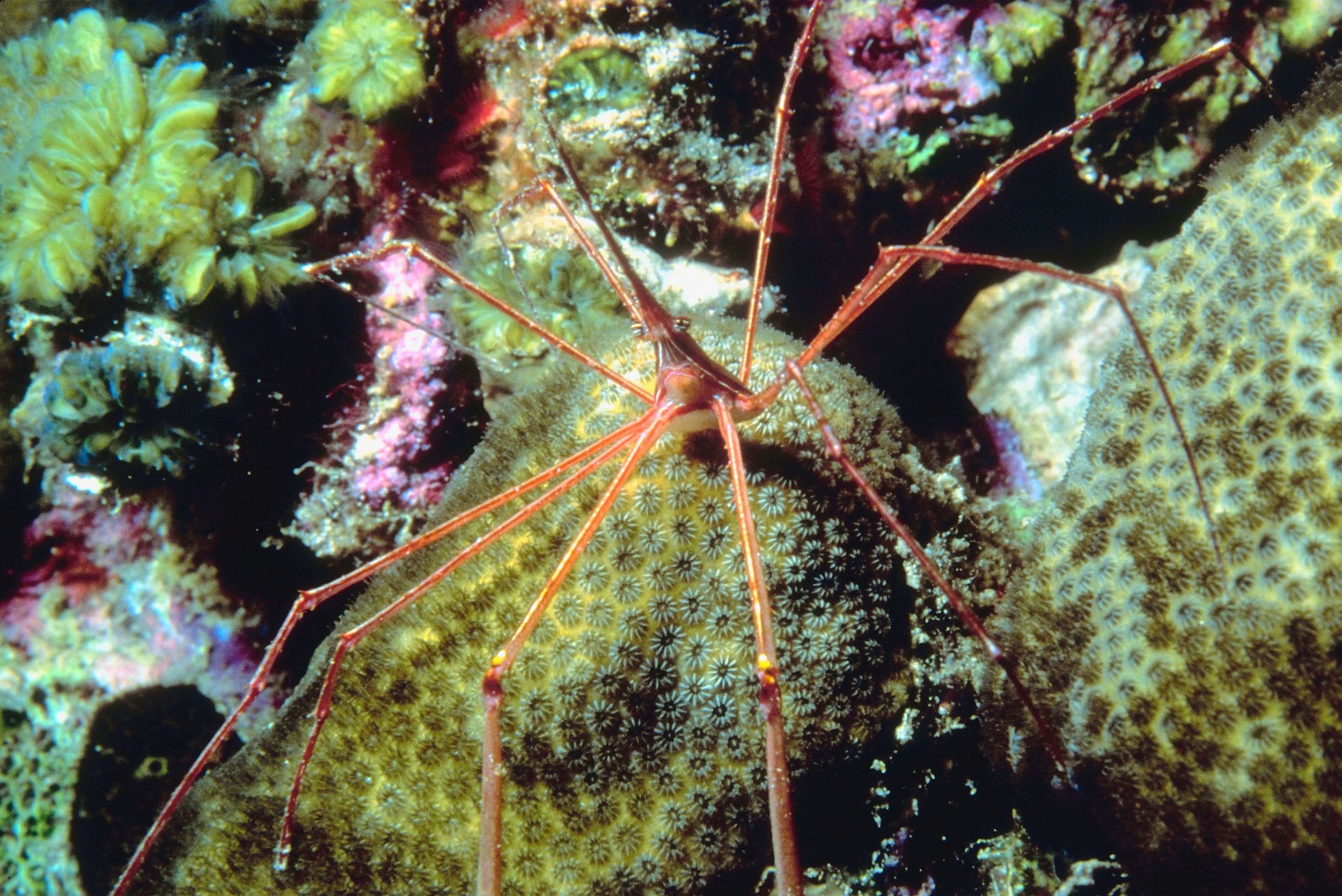 自然界中能够延续至今的生物或者有智慧的头脑或者有凶猛的捕食能力有一种叫海蜘蛛的生物就很特殊。与很多海洋霸主相反他们凭借废物的特点延续了5亿年。他们把自己进化成弱小的体型没有战斗力也为其他捕食者所厌弃不挑剔食物有吃的就行甚至海洋垃圾都是他们的盘中餐。他们的身体也在慢慢进化颜色越来越浅逼近于透明无论处于什么环境都能自我满足。这种让很多生物不屑一顾的方式却成就他们对于这种生存之道你有怎样的感悟与思考？请