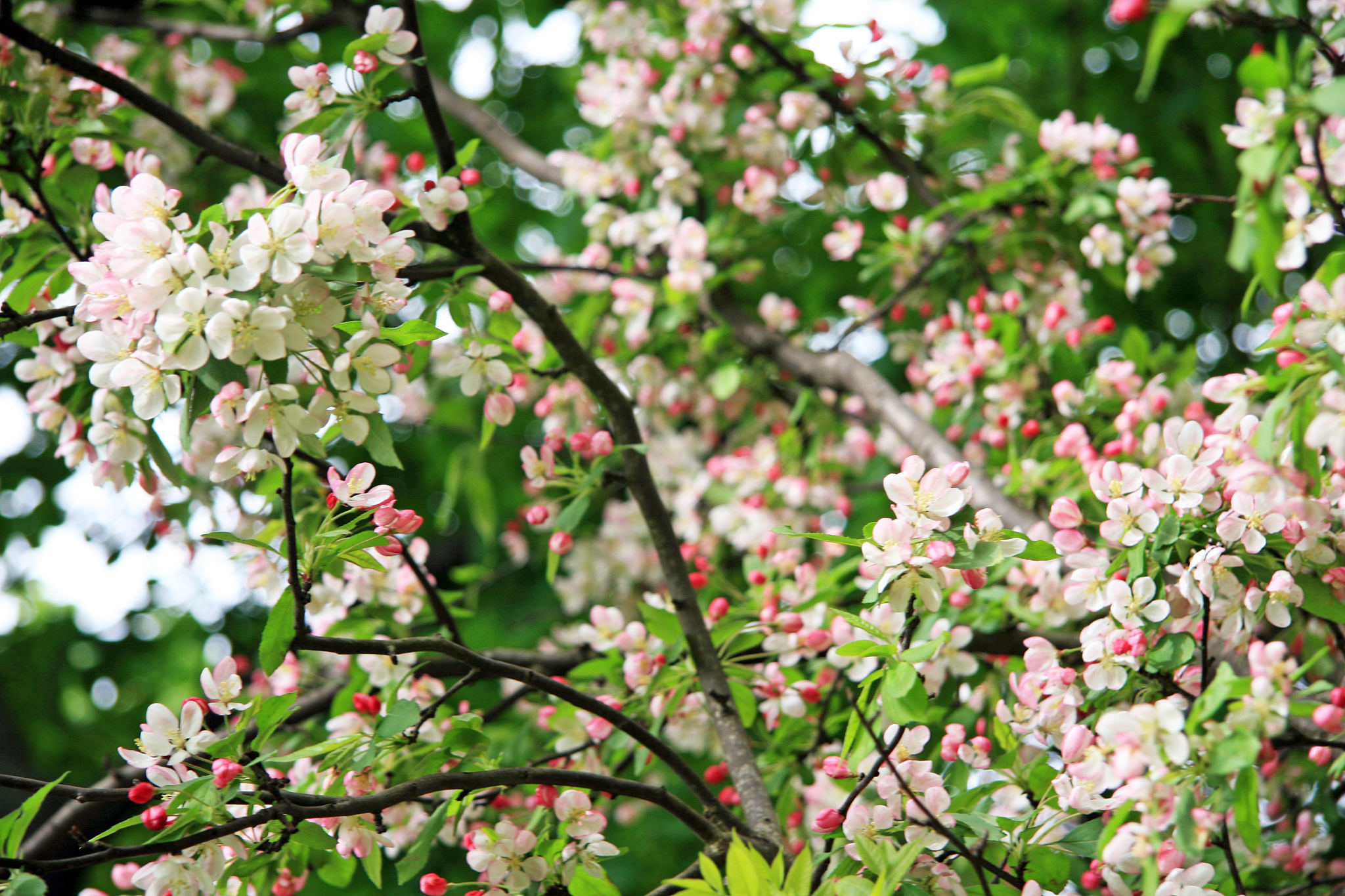 写一段描述三月的古诗