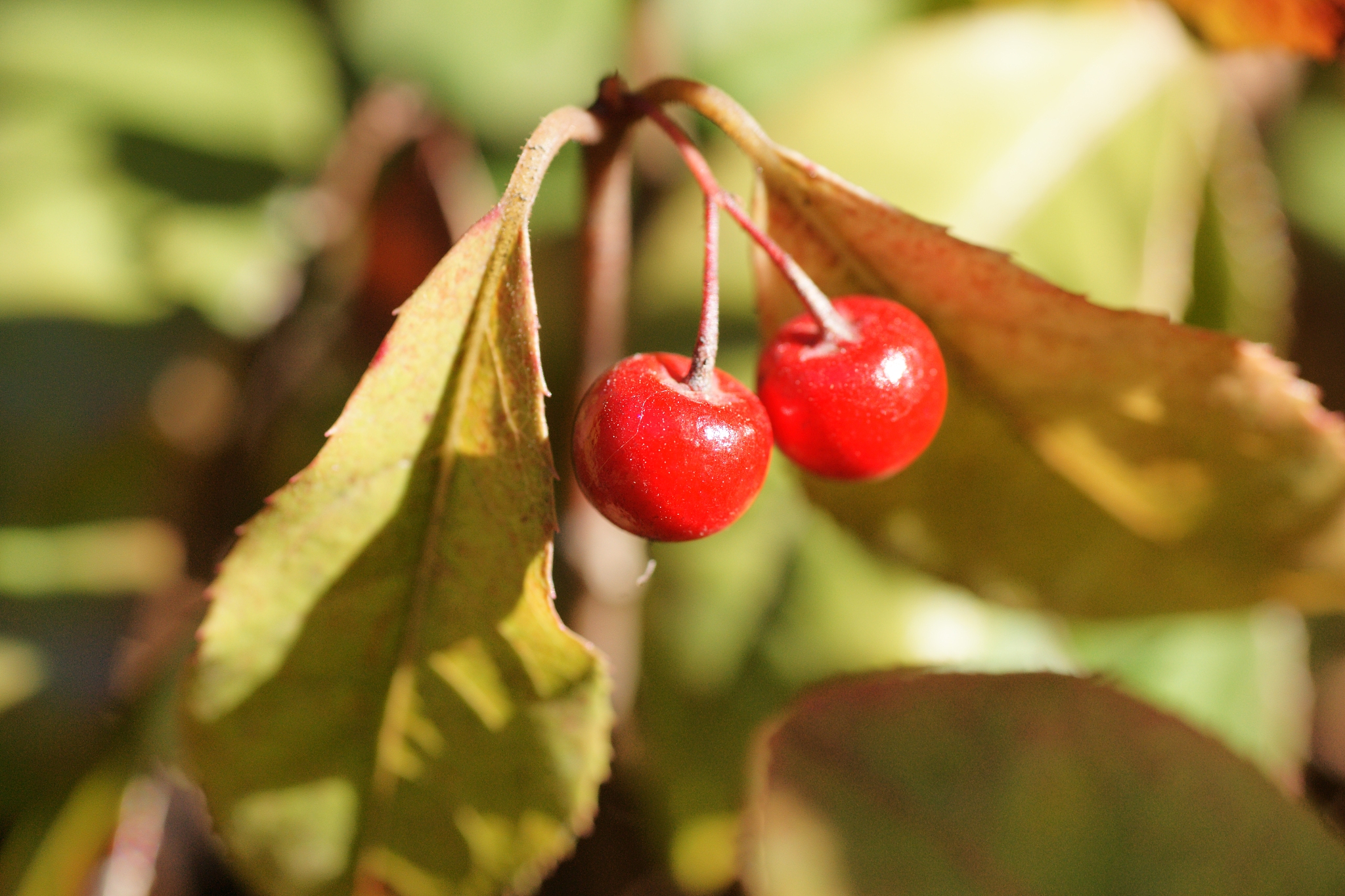 ardisia japonica