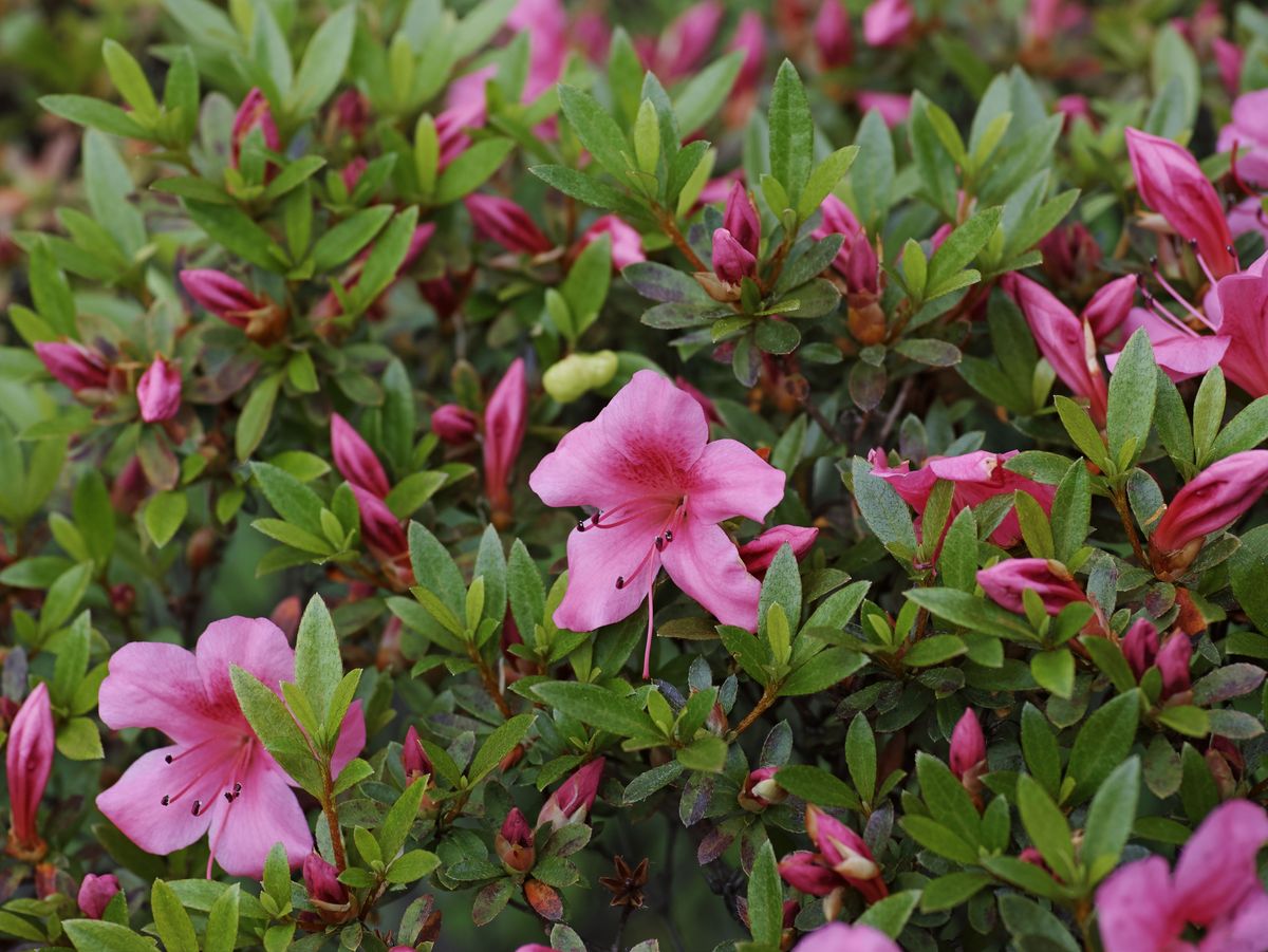Rhododendron vernicosum Franch: 淡红至白，美丽而通透的杜鹃花