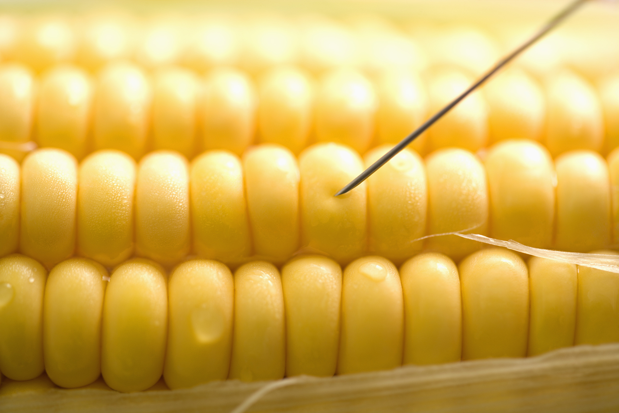 转基因、杂交、克隆技术与黄金大米: 工程伦理深度解析