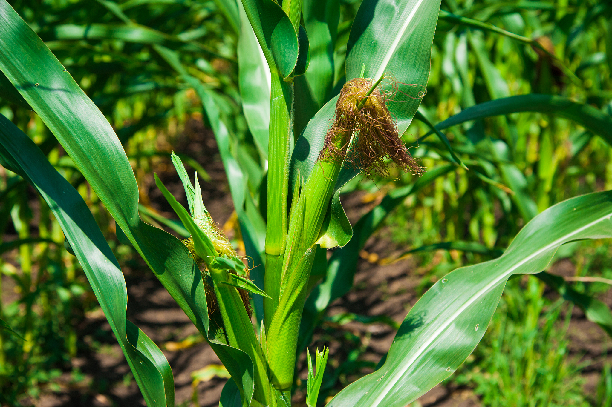 燕麦白粉病：症状、传播和防治