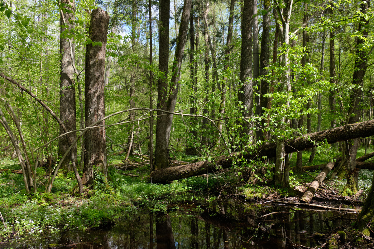 仿照上面我发给你的案例写一个关于森林对土壤的调控方面的案例不少于1200字