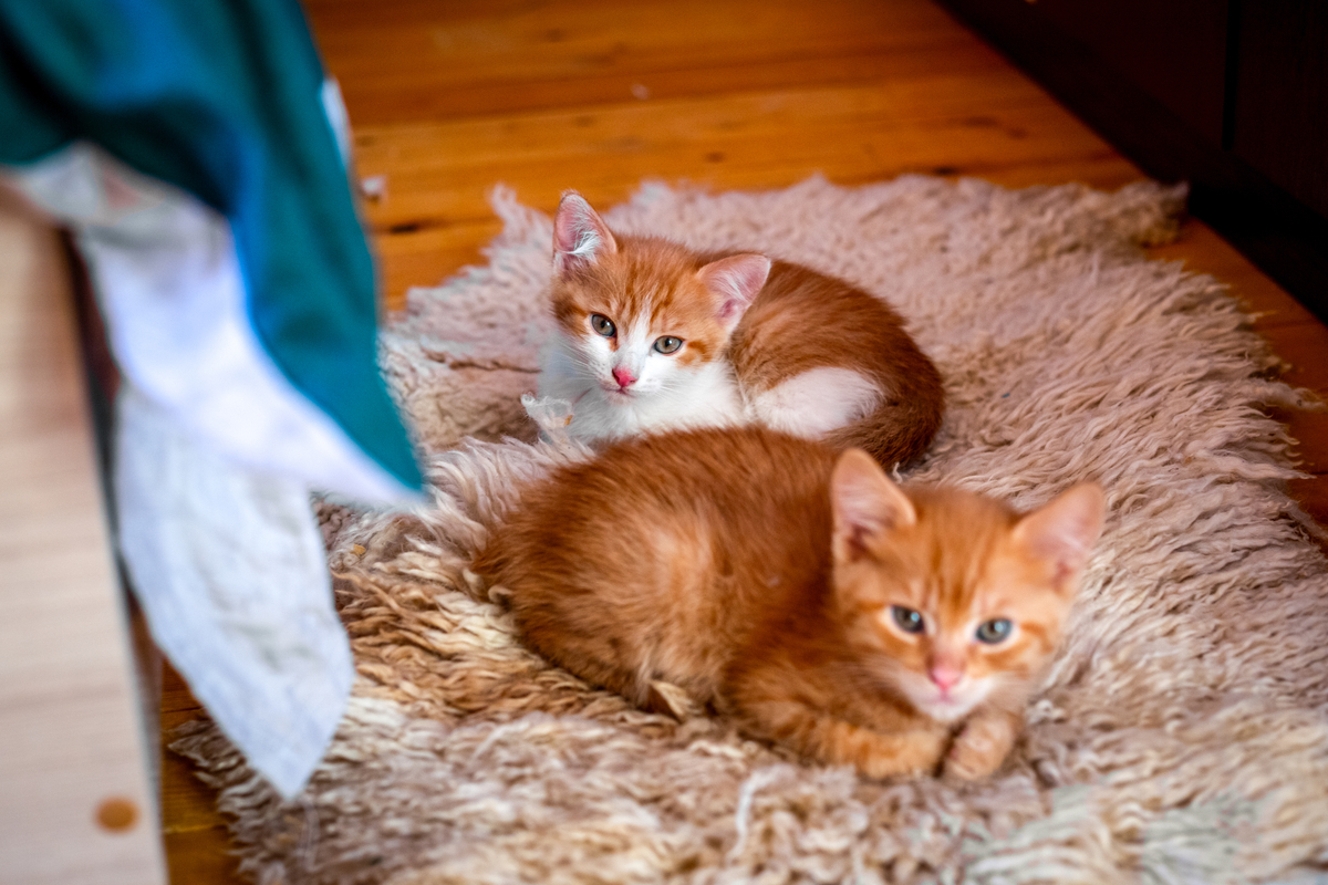 可爱猫咪图片：萌翻你的猫猫照片