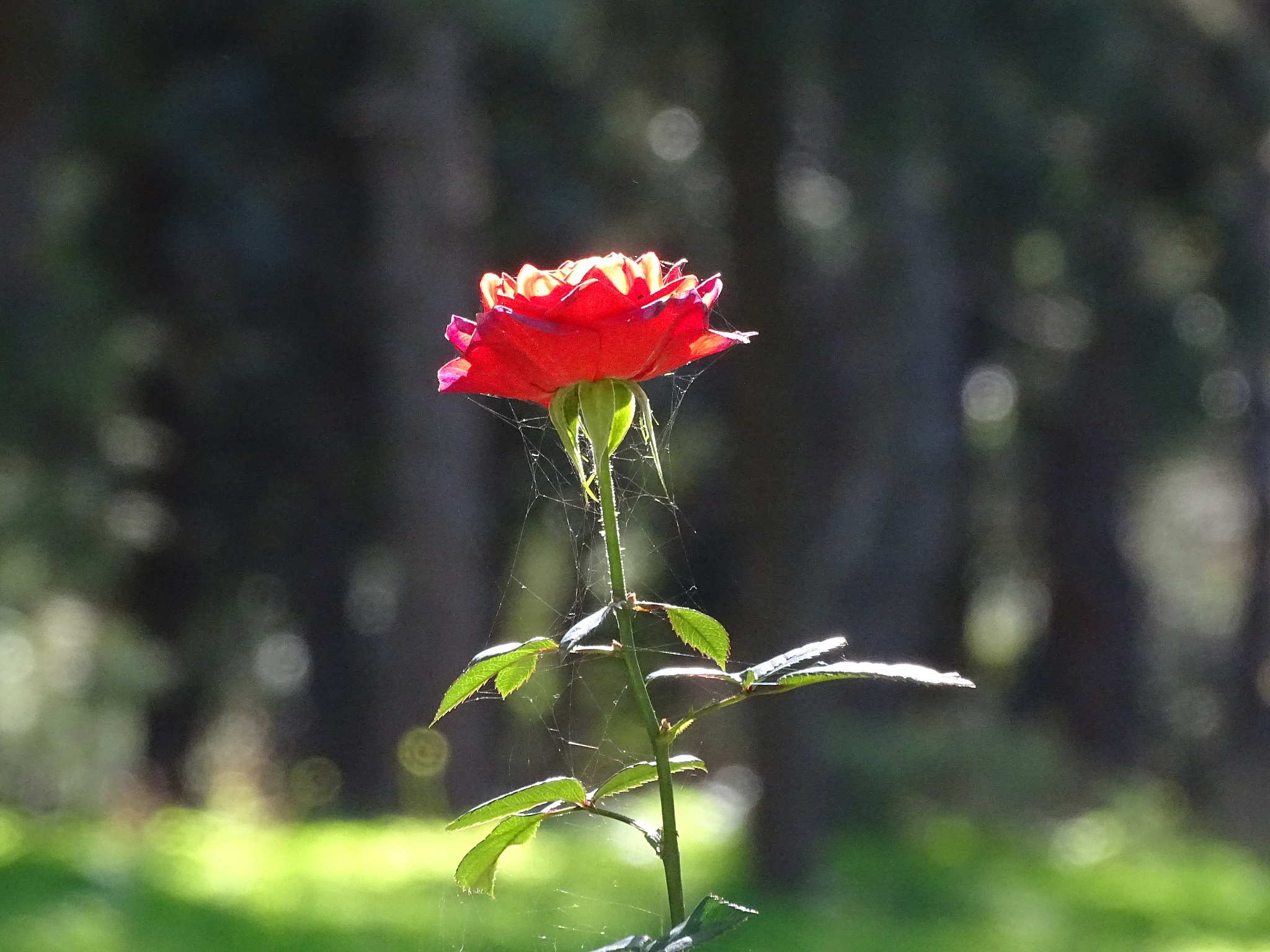 广义花卉学：涵盖植物学、园艺学等多学科
