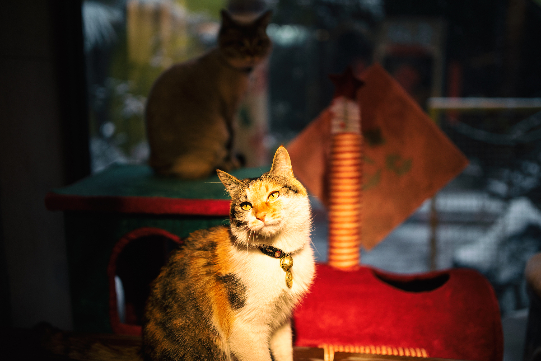 日本猫文化：从古代神灵到现代萌宠