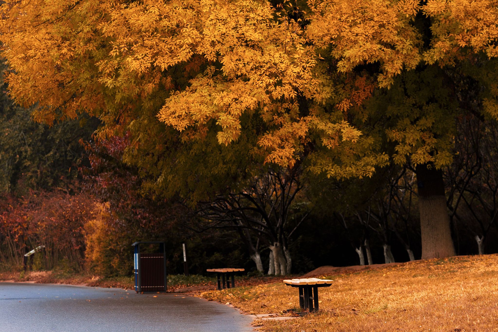 《故都的秋》文本赏析