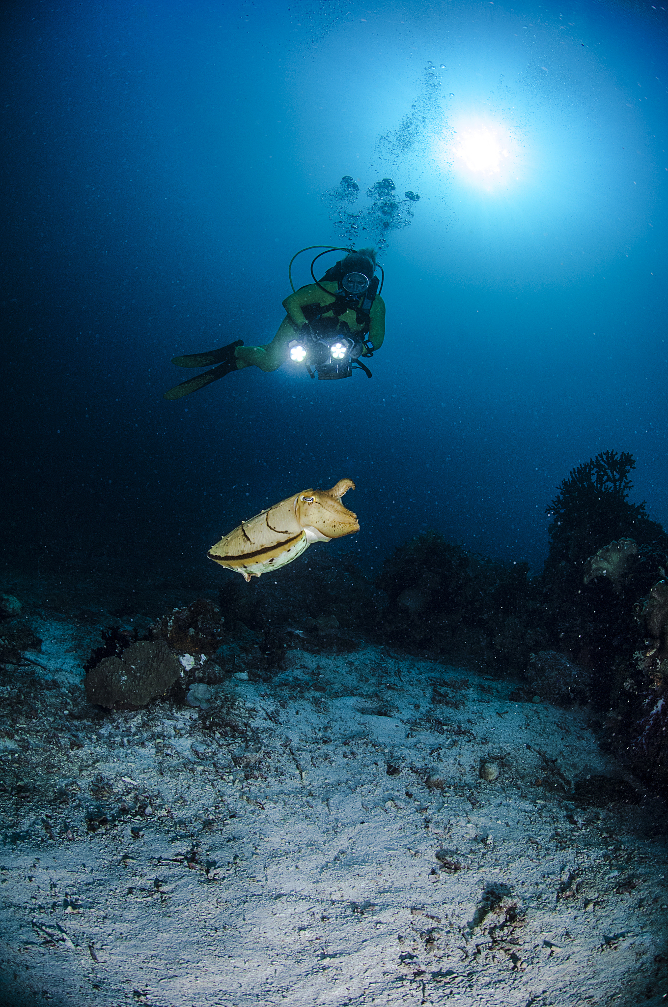 marine life of raja ampat, west papua, indonesia.