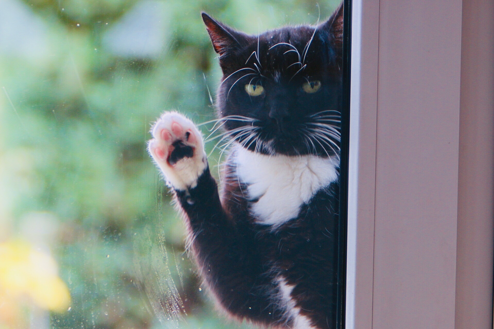 close-up portrait of cat looking through window