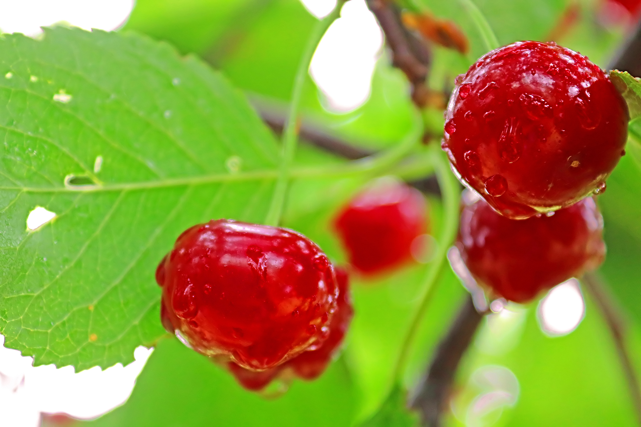wet cherry berries after a rain in the summer
