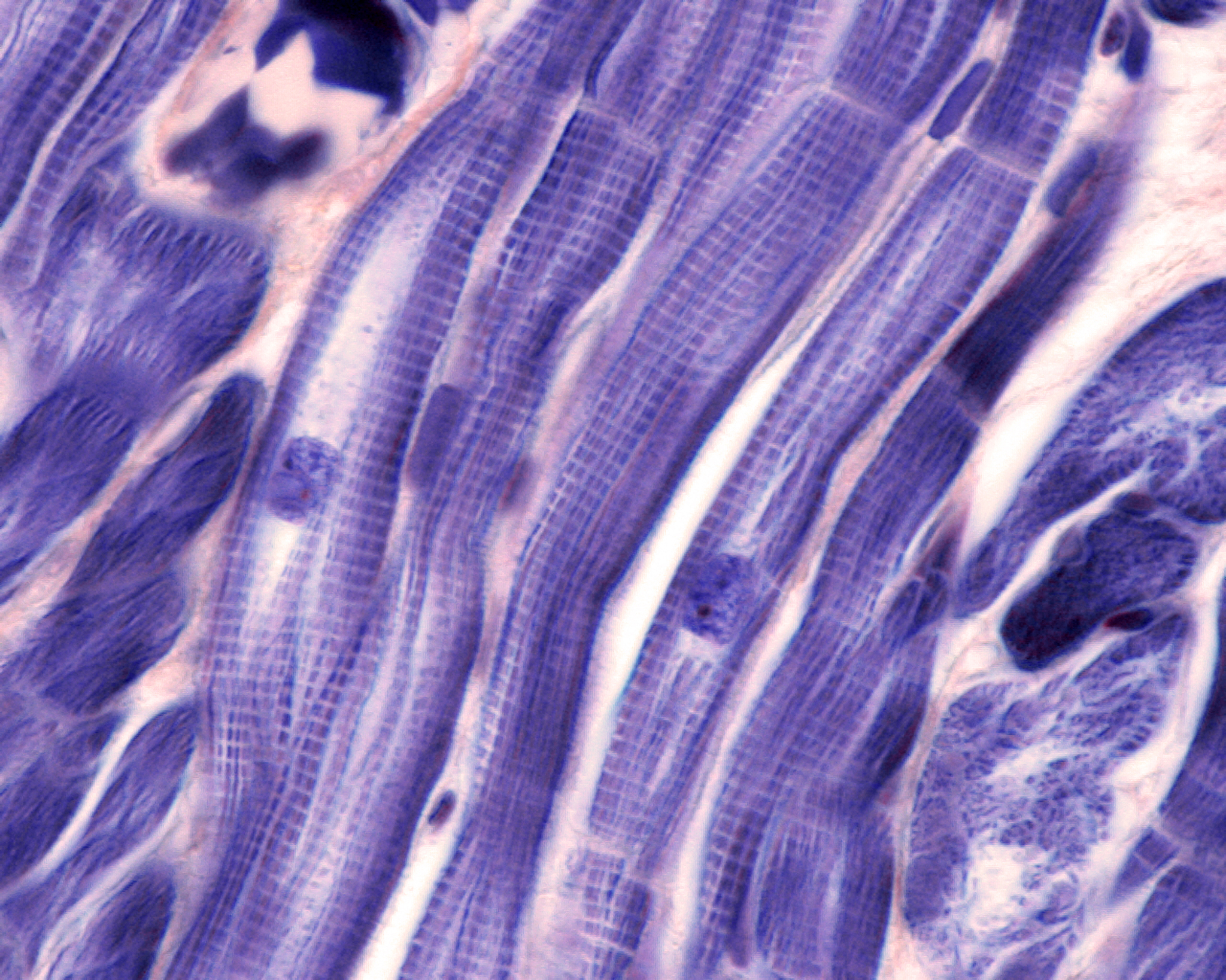 系统解剖学肌学重点：肌肉组织、结构与功能详解