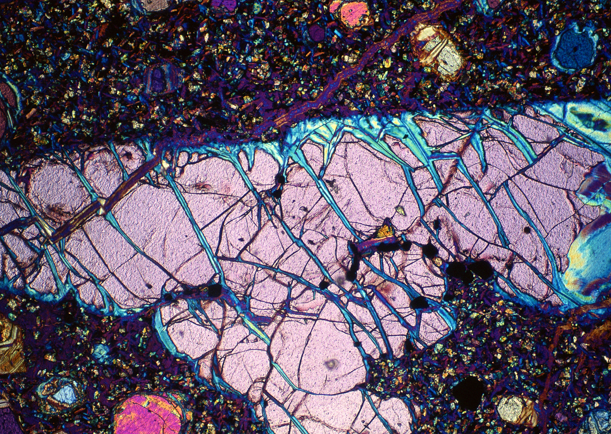 侧枝刺激下，根系ABA抑制侧根分支发育的机制