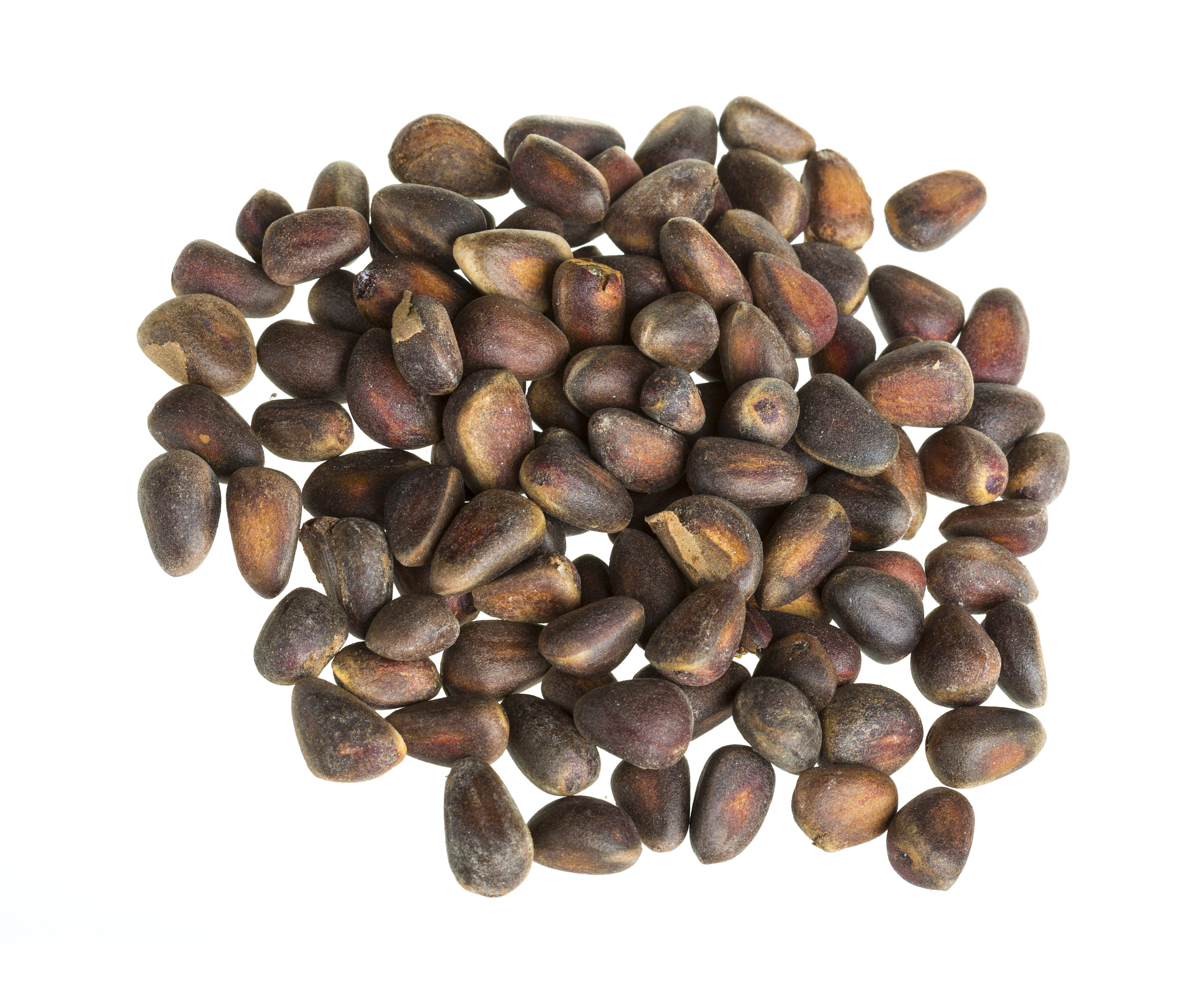 cedar nuts