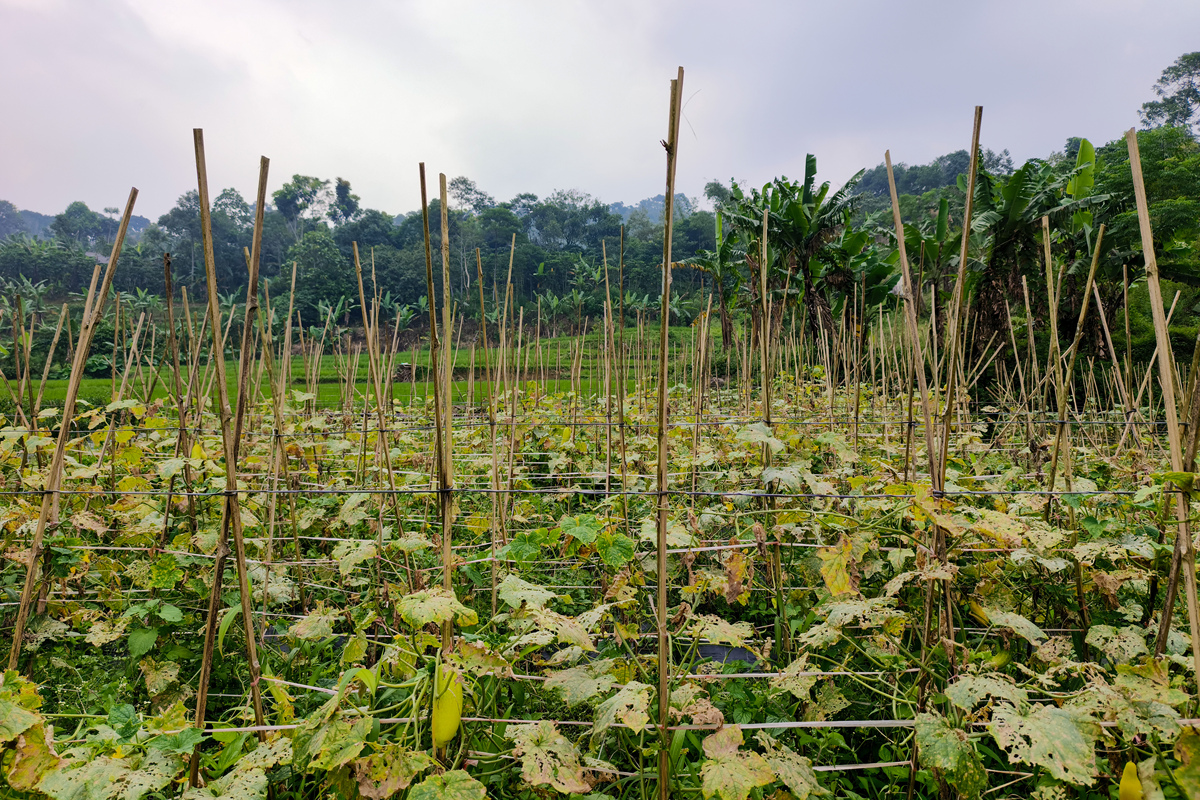 百香果助农技术壁垒：种植、病虫害防治、采摘储存、市场营销