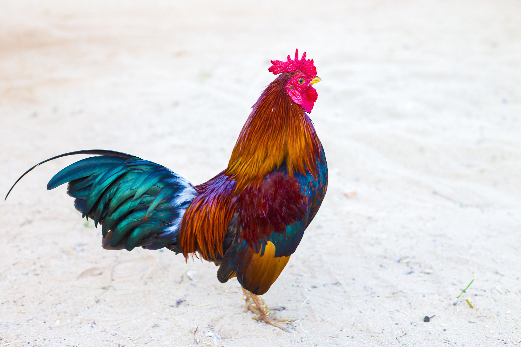 the red chicken