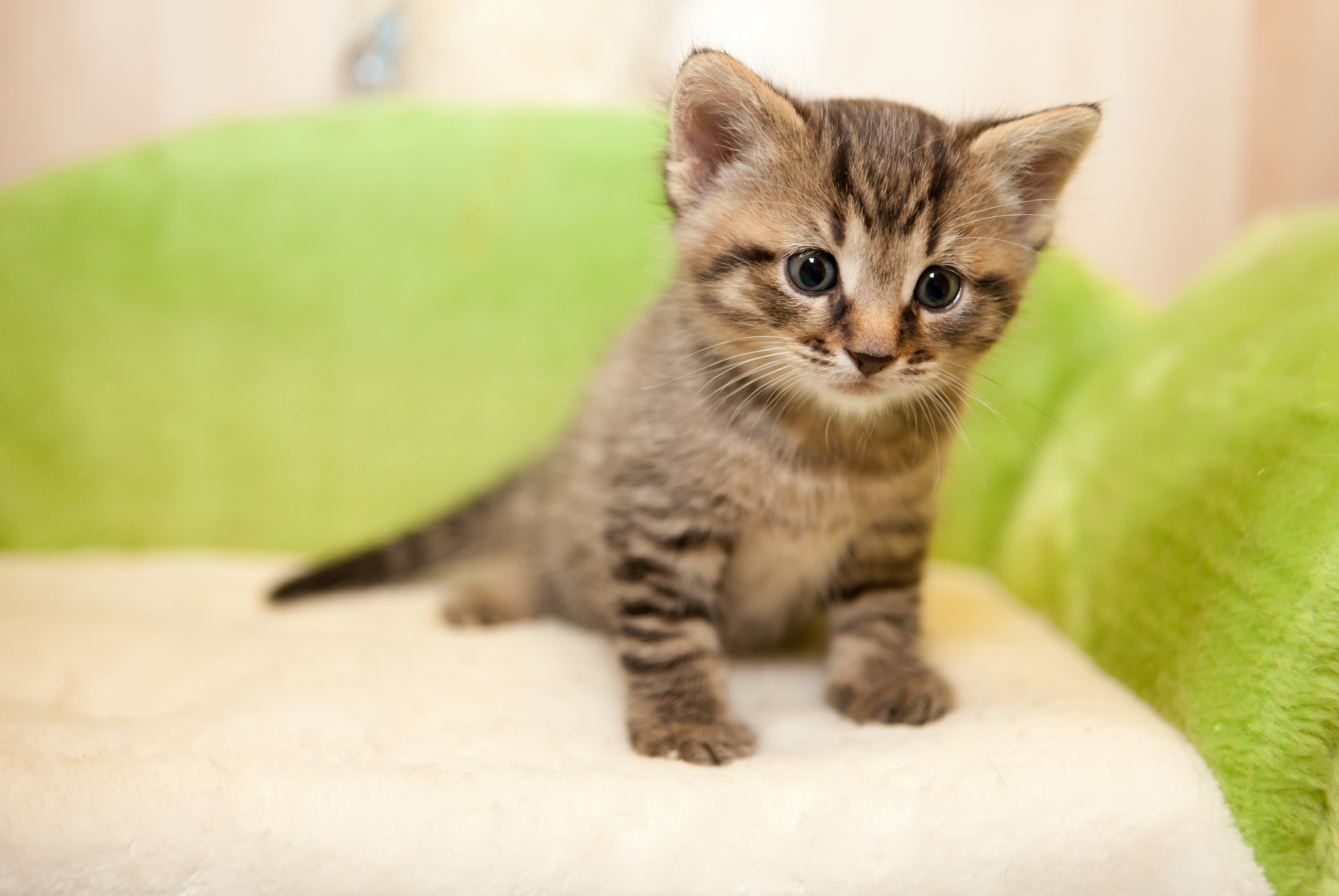 cute tabby kitten on green couch
