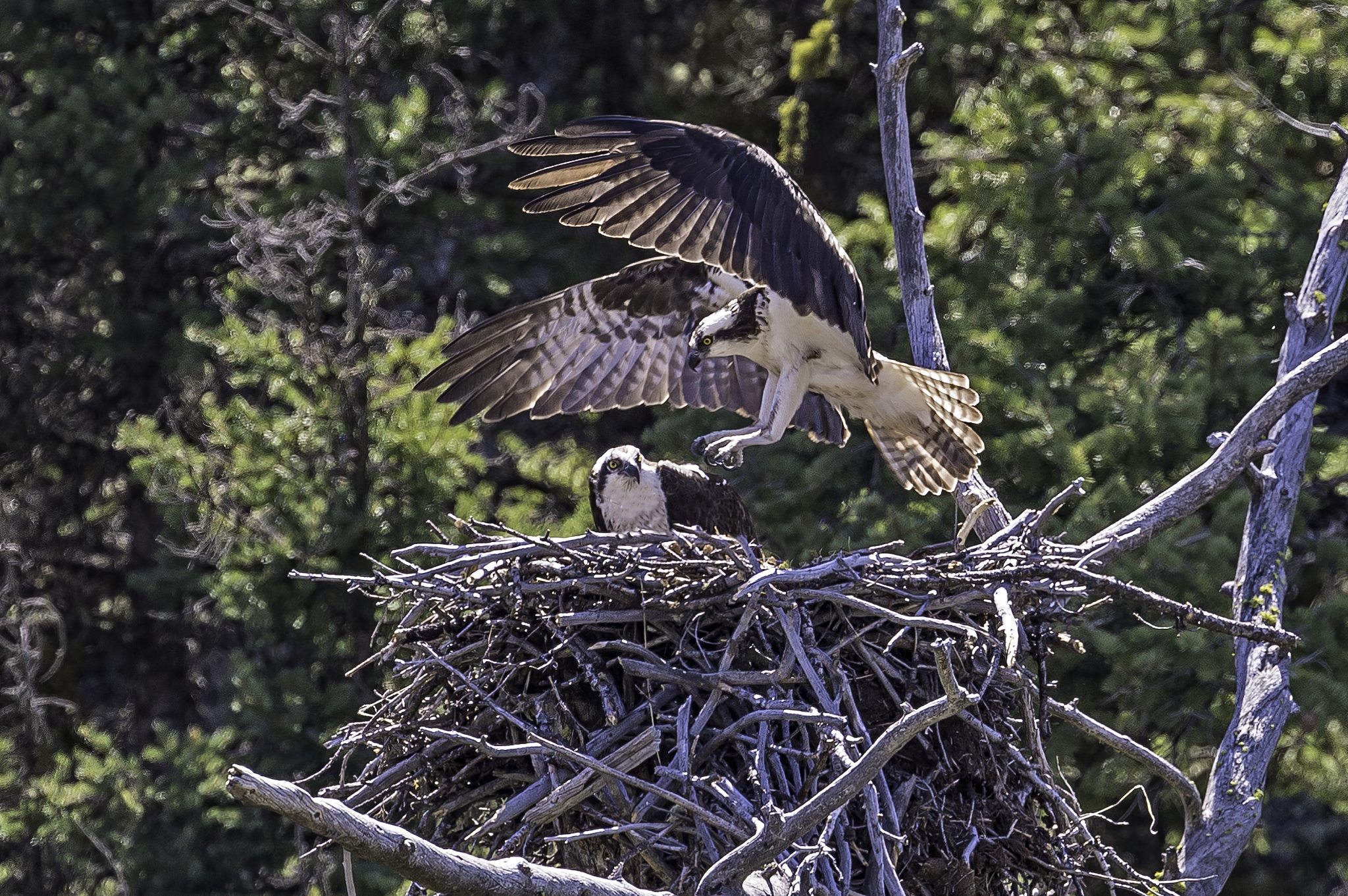 the osprey or the western osprey (pandion haliaetus) — also cal