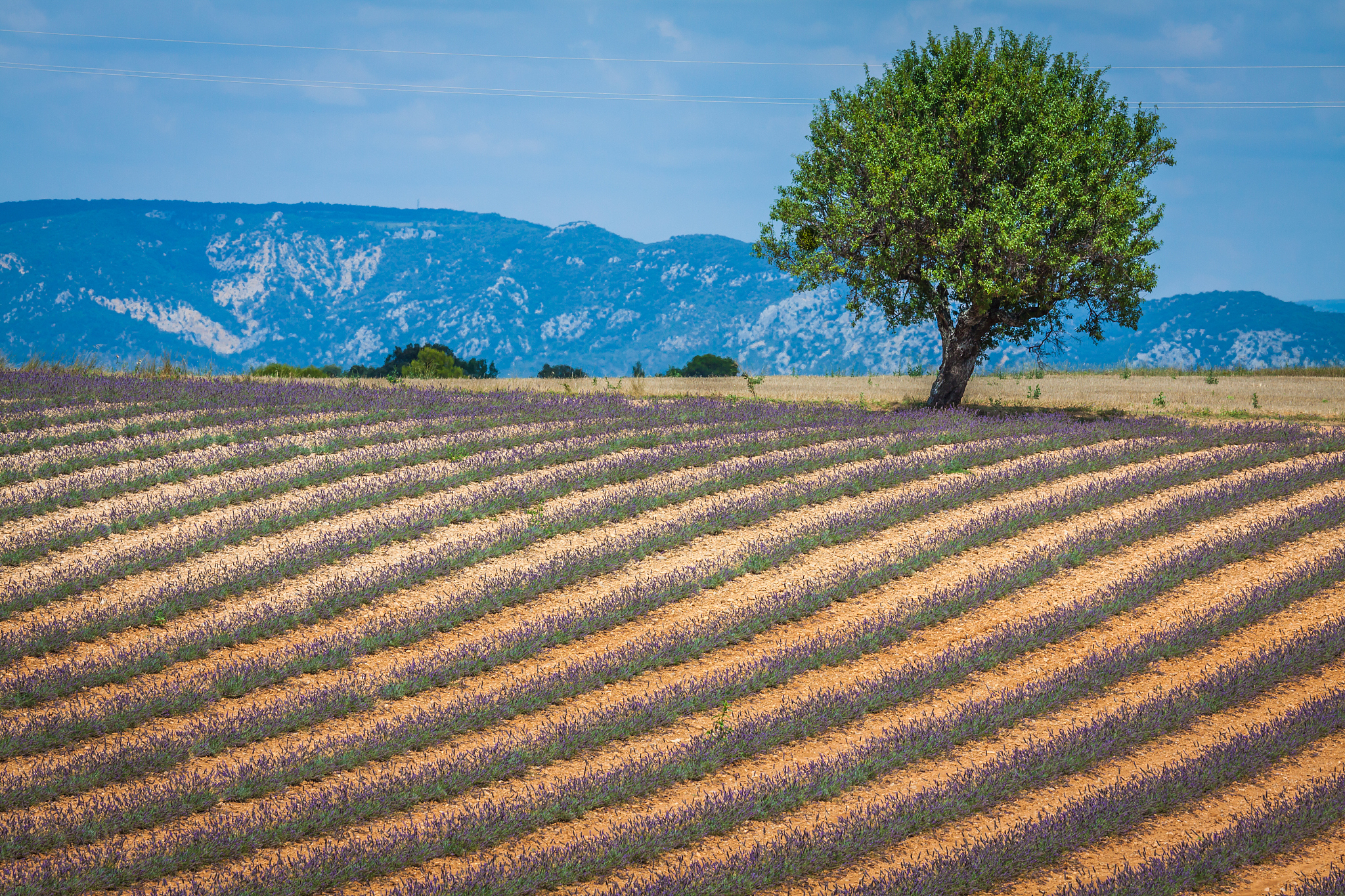 Global Maize Yield Increases: A Century of Progress