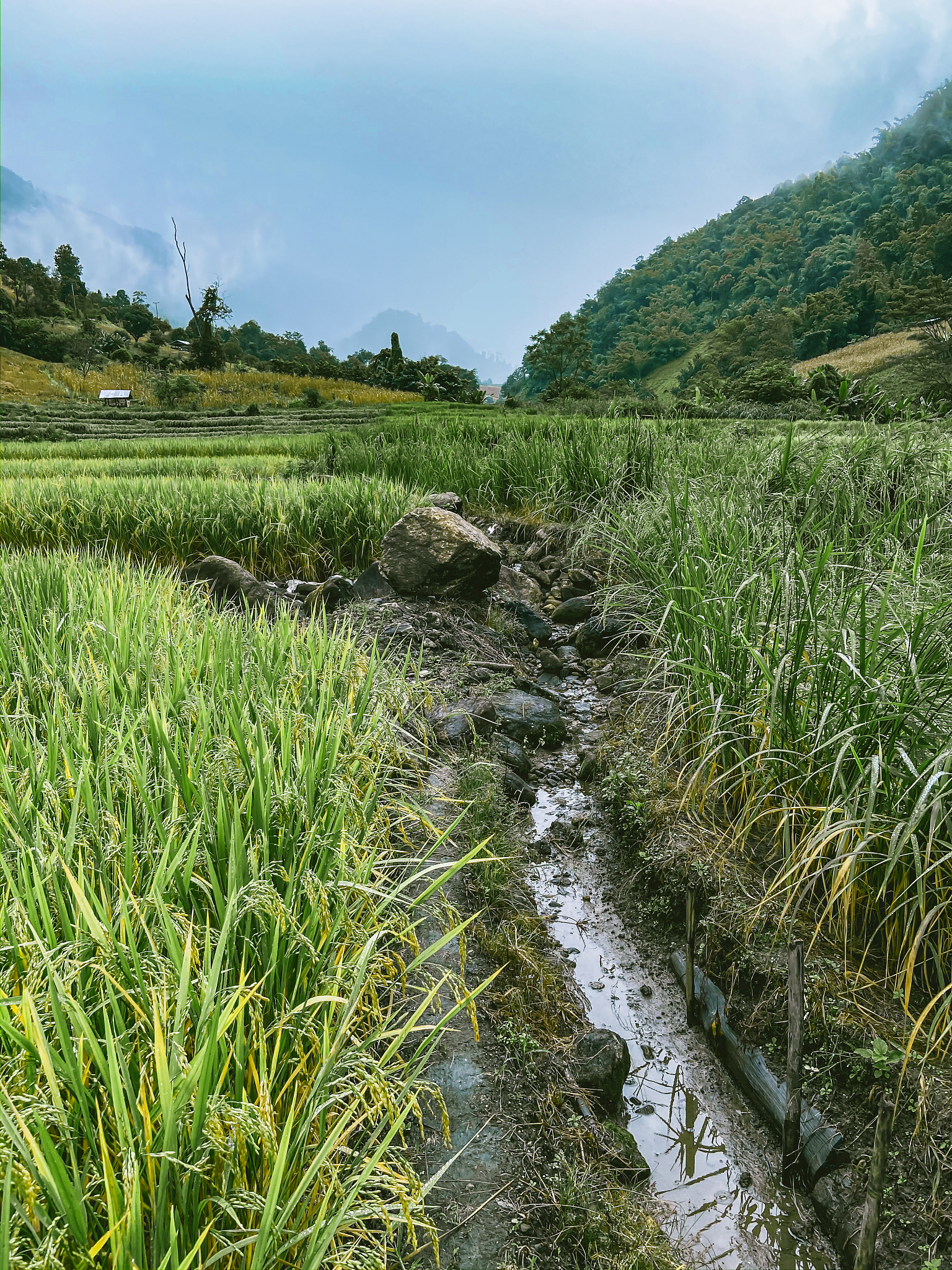 岚皋县水稻常见病虫害发生现状及防治措施研究