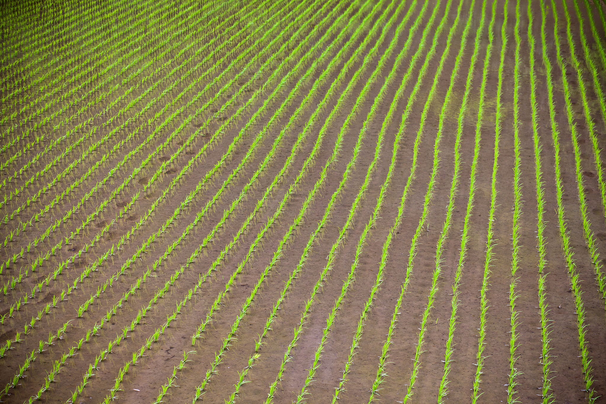 用恒古 默契 田垄 埋葬 土壤 丰饶写一段30字话