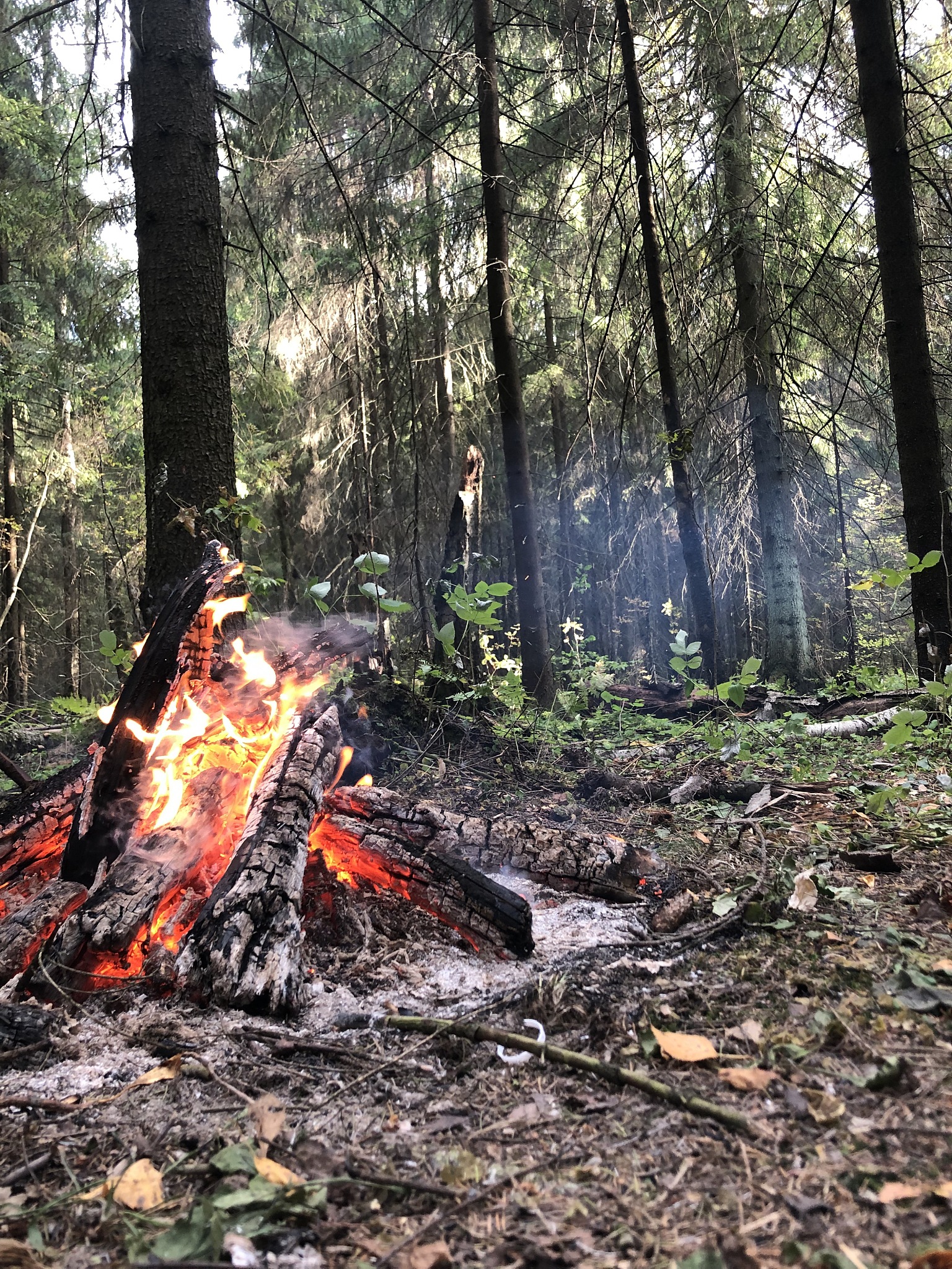 Forest Fires: Causes, Effects, Prevention, and Management