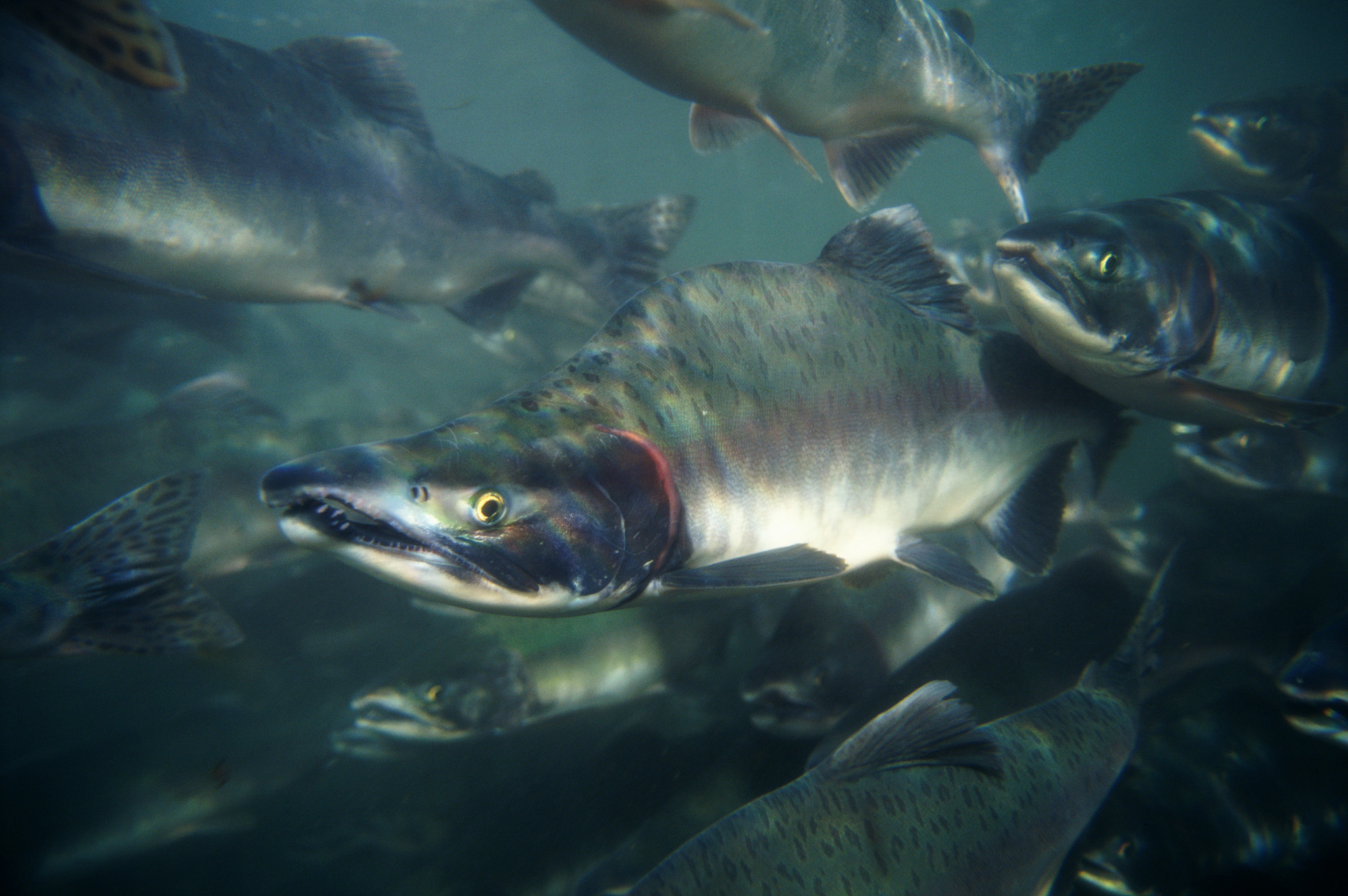 pink salmon swimming upstream to spawn in alaska