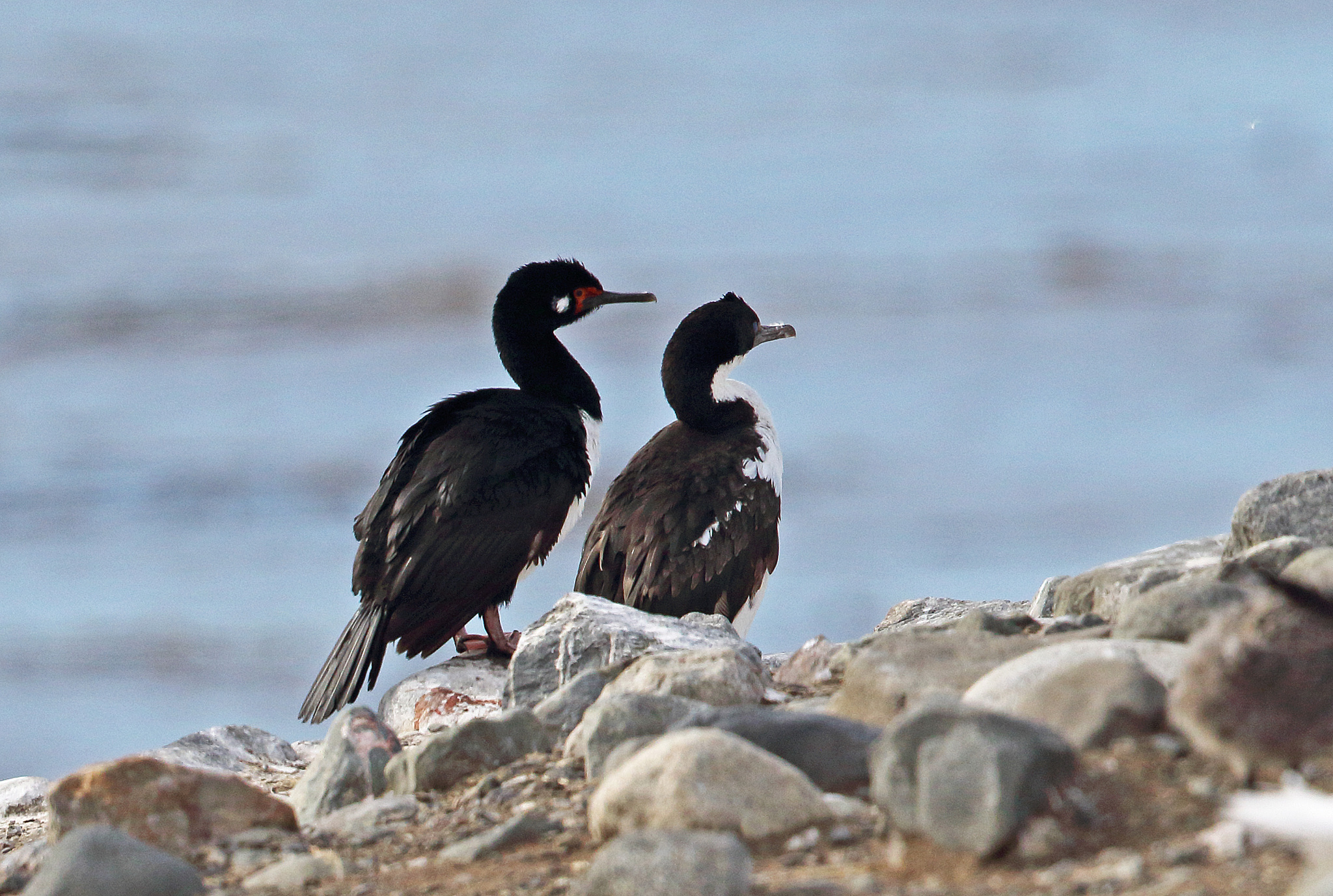 rock shag (phalacrocorax magellanicus) & imperial shag (p.atrice